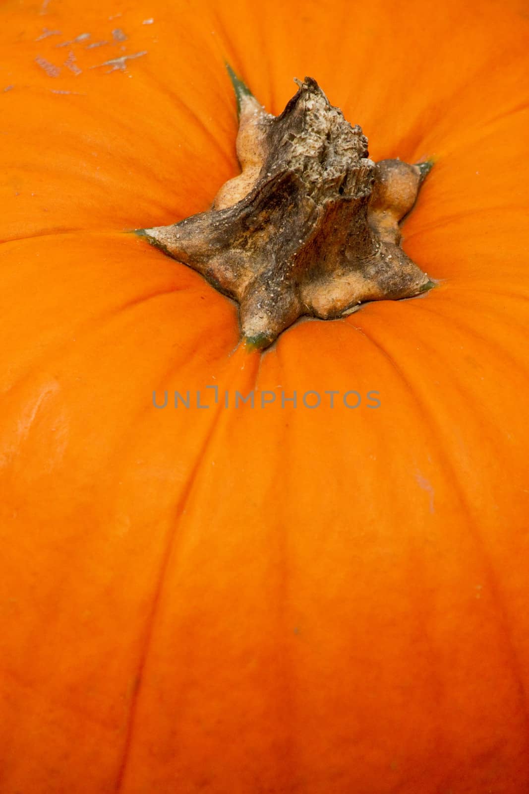 detail of pumpkins