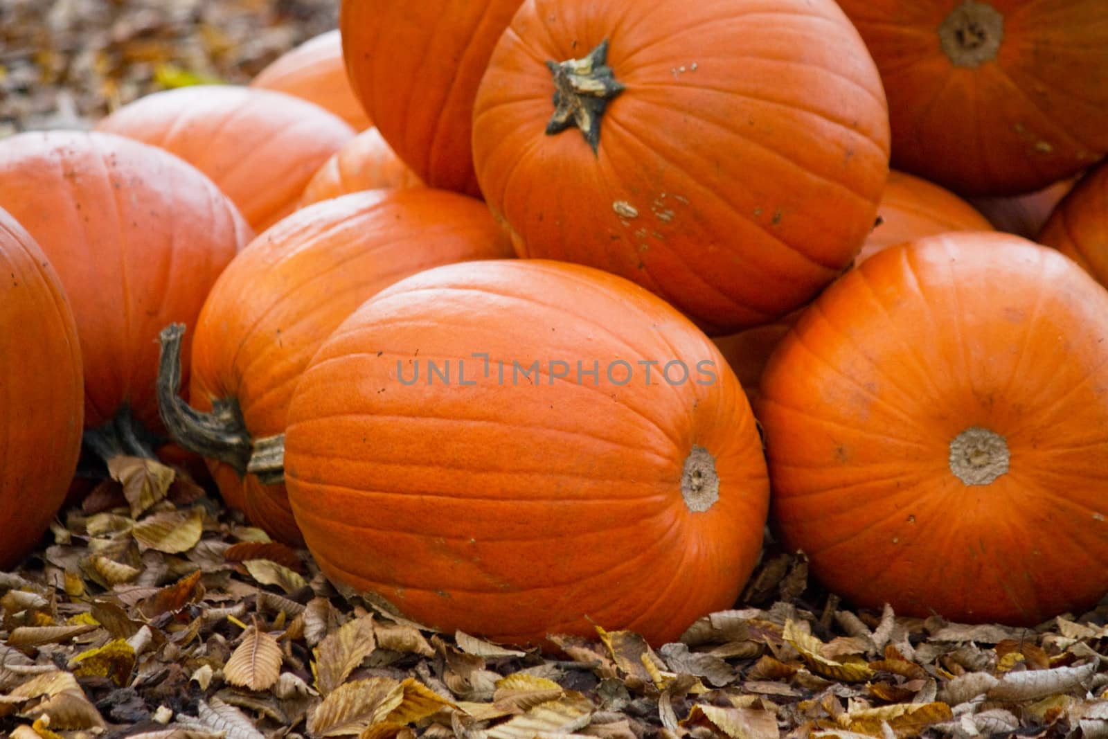 Pumpkins in autumn