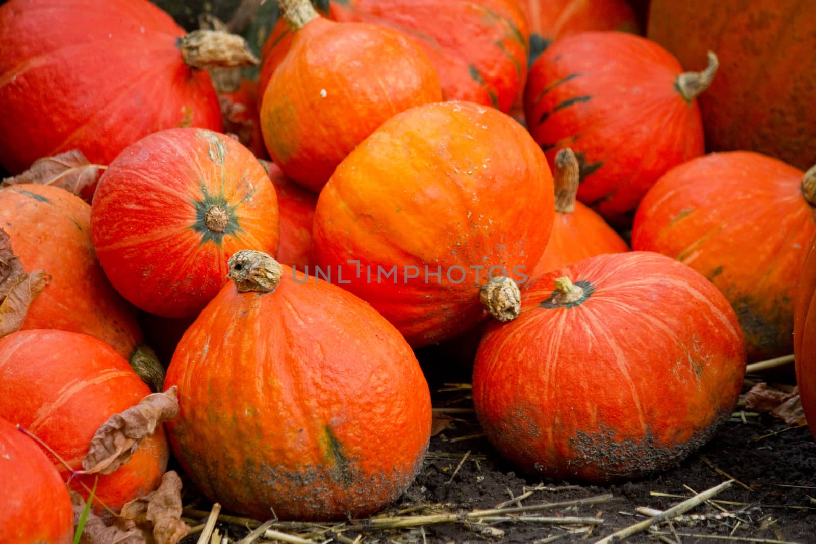 Pumpkins in autumn