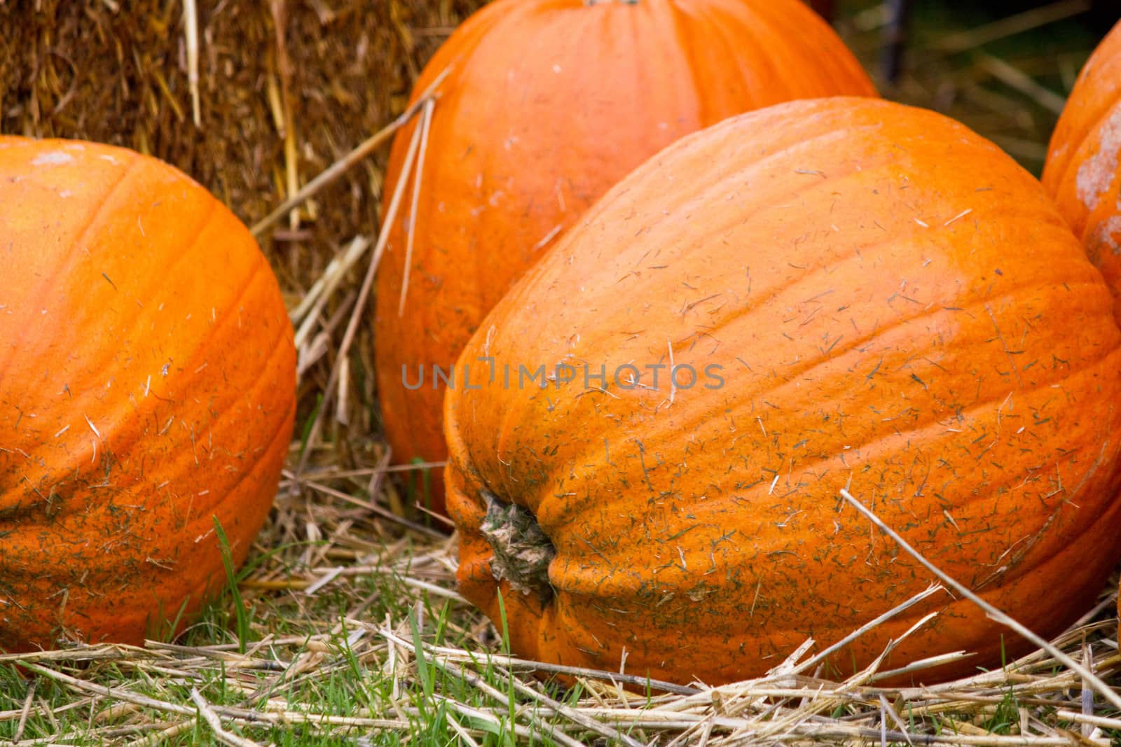 Pumpkins in autumn