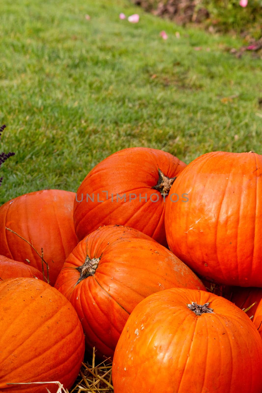 Pumpkins in autumn