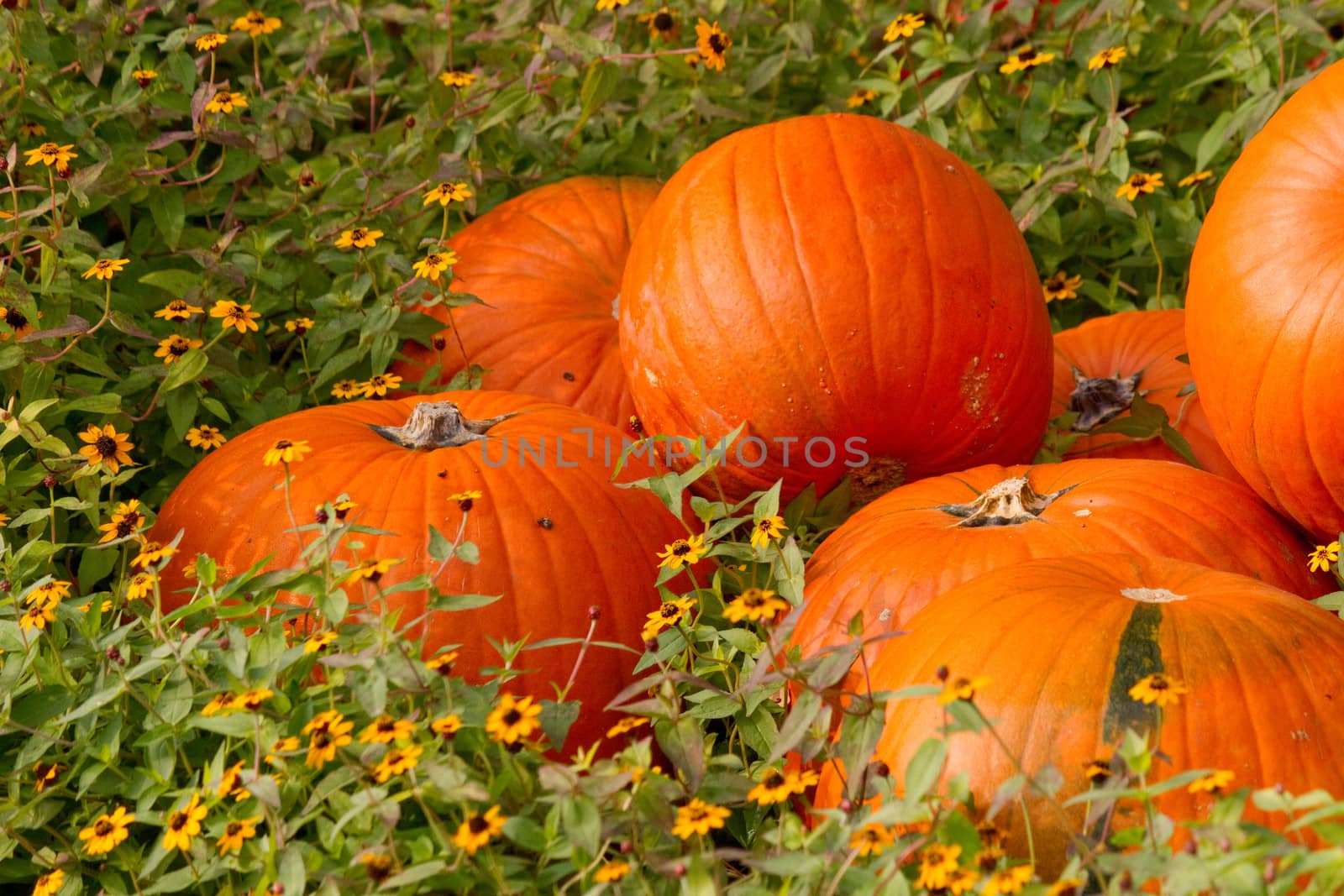 Pumpkins in the flowers