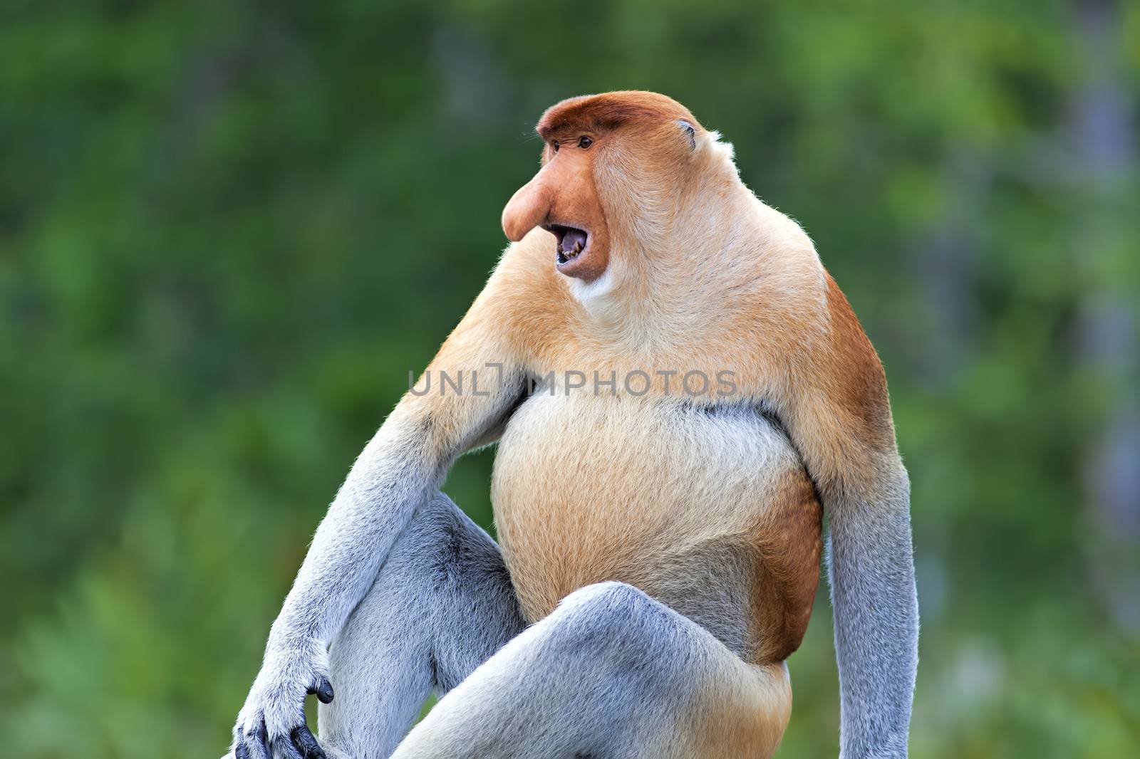 Proboscis monkey by kjorgen