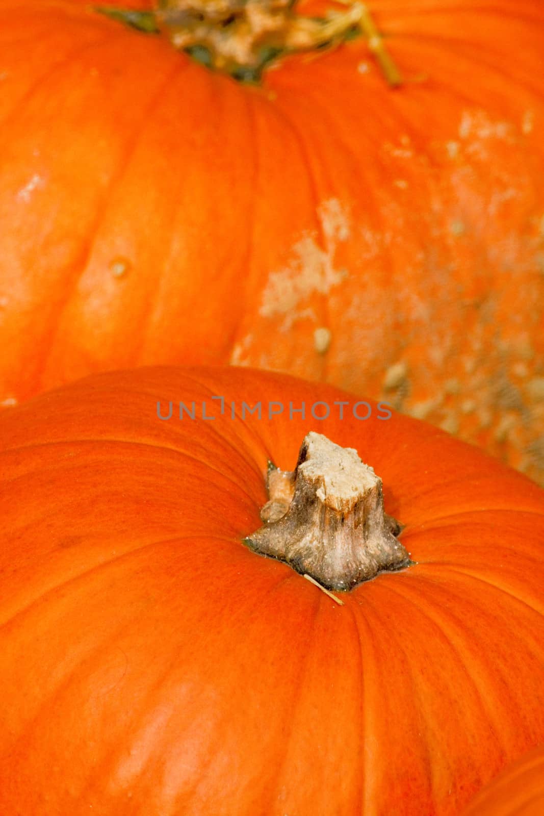 Pumpkins in autumn