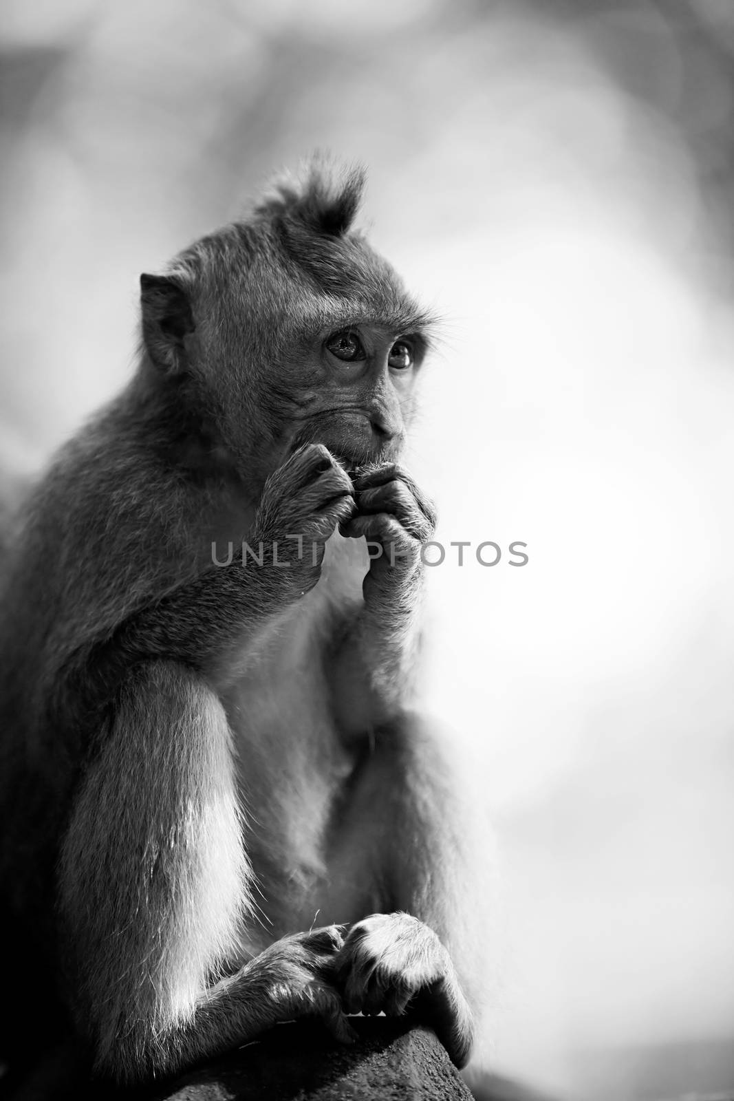 Long-tailed Macaque Monkey in the Monkey forest in Bali