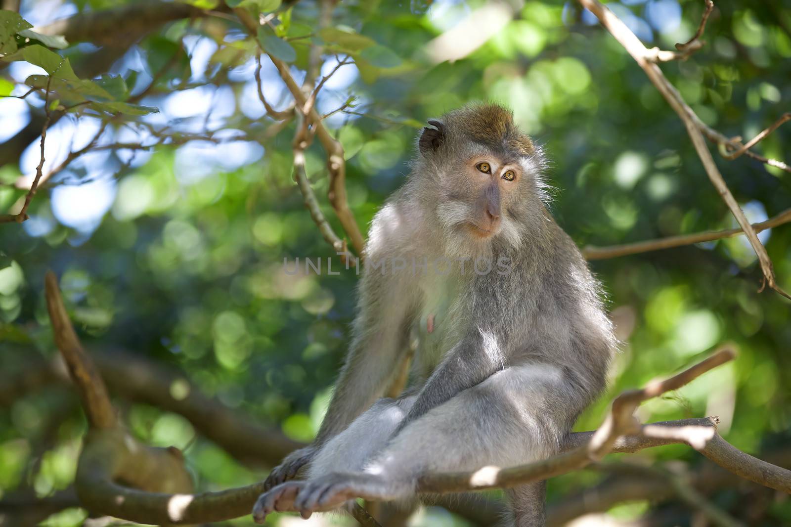 Long-tailed Macaque Monkey by kjorgen