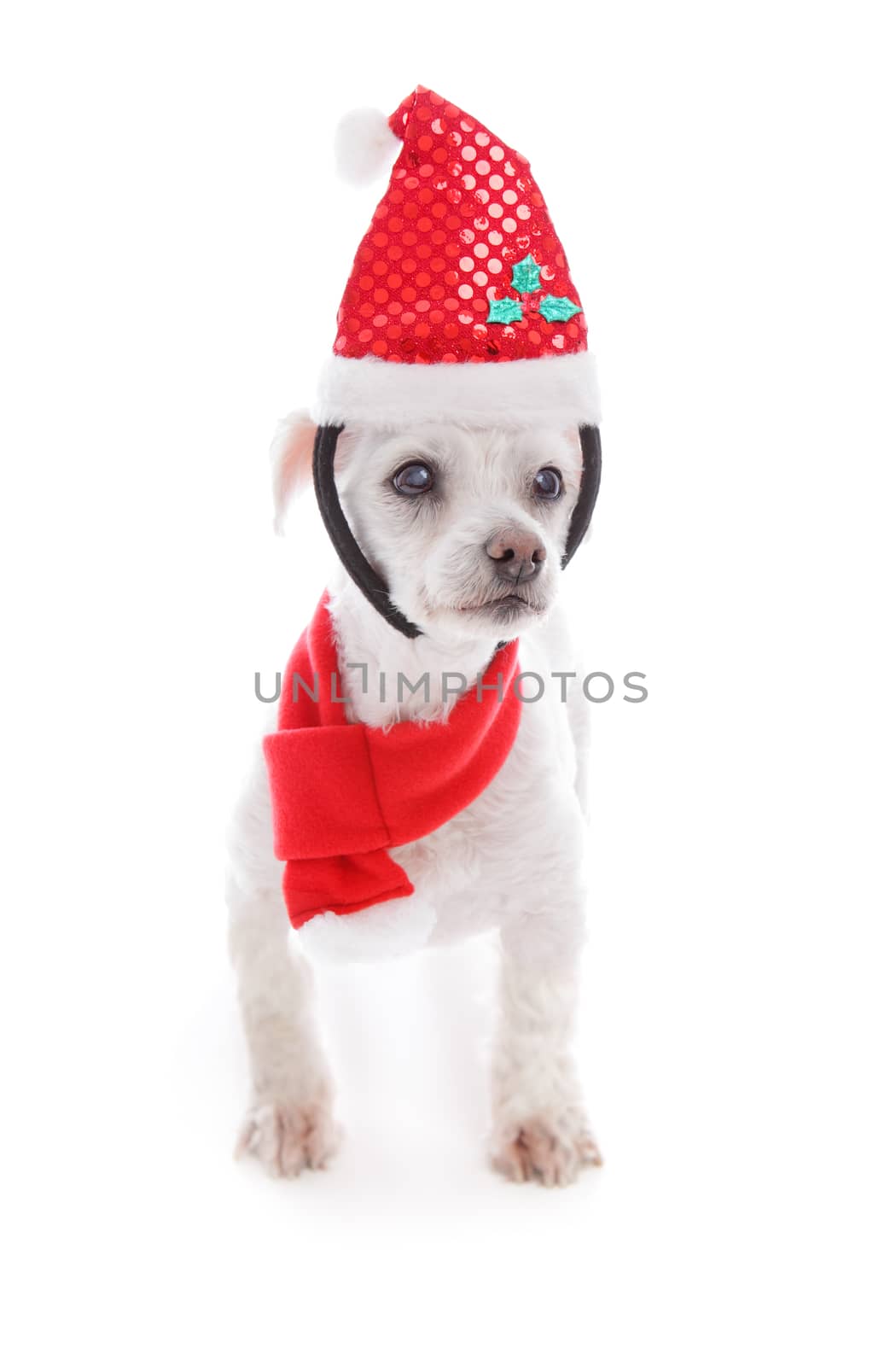 Pet dog wearing  Christmas headband and scarf by lovleah