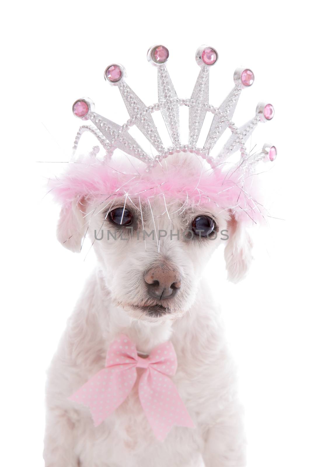 Little Princess.  A small white clipped maltese terrier, a very pampered pet dog wearing a tiara and pink and white spotted ribbon bow.