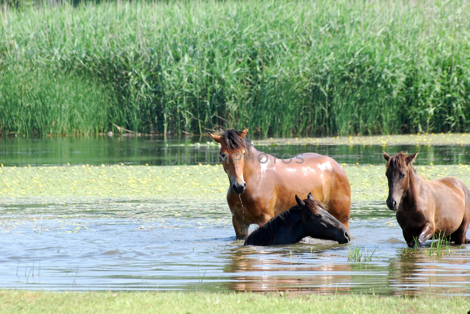 horses in water nature scene by goce