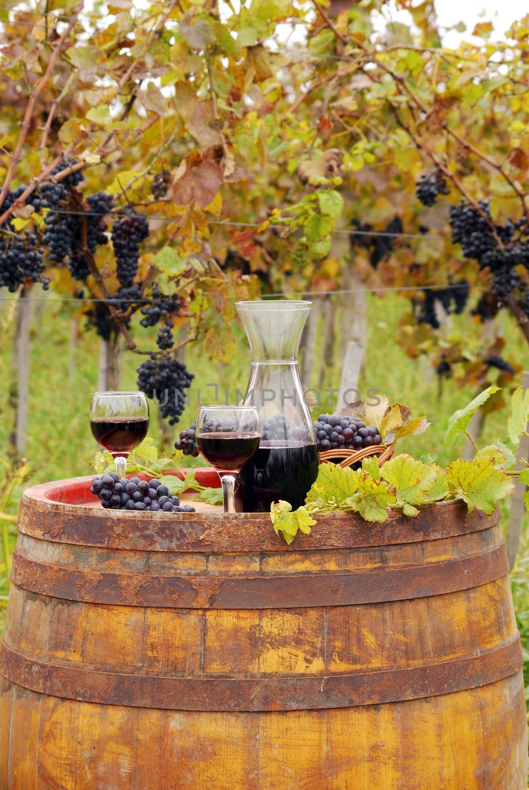 red wine on old wooden barrel