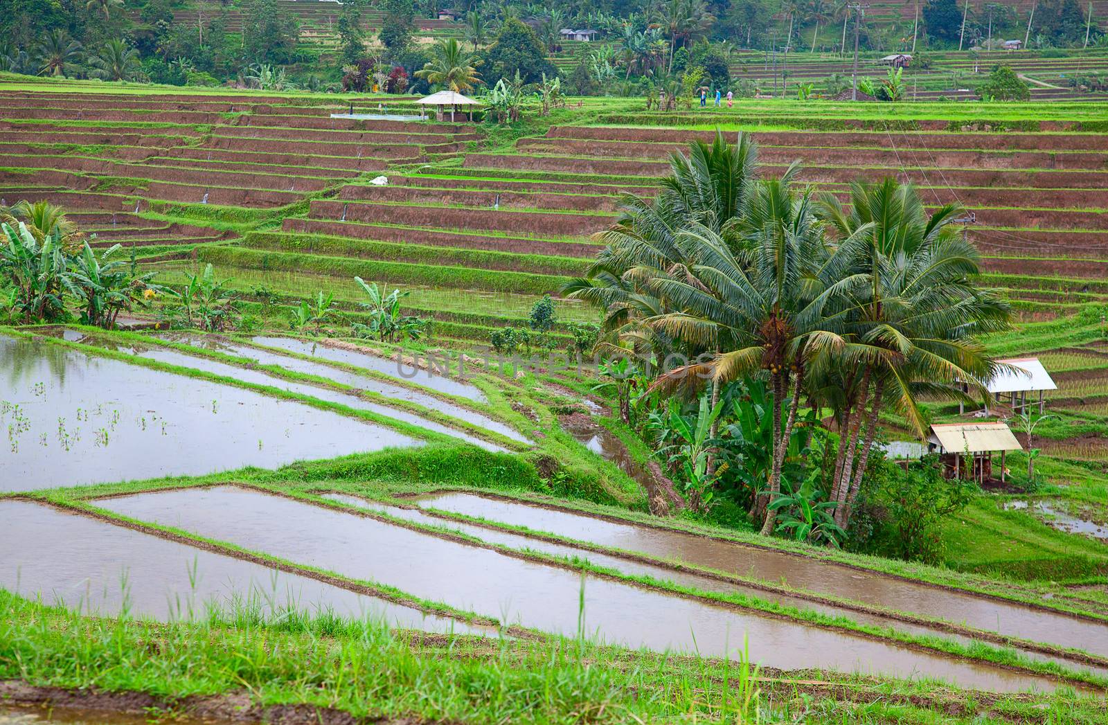 Rice fields, prepared for rice. Bali, Indonesia