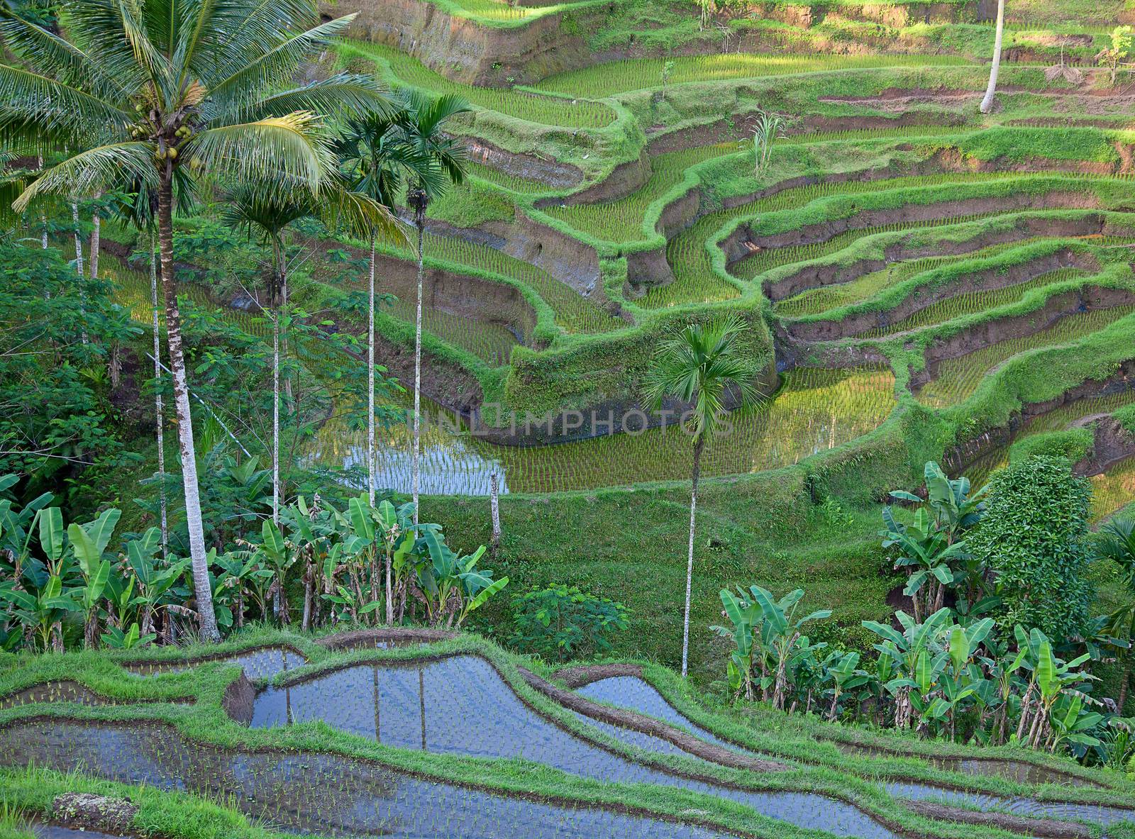 Rice fields, prepared for rice. Bali, Indonesia