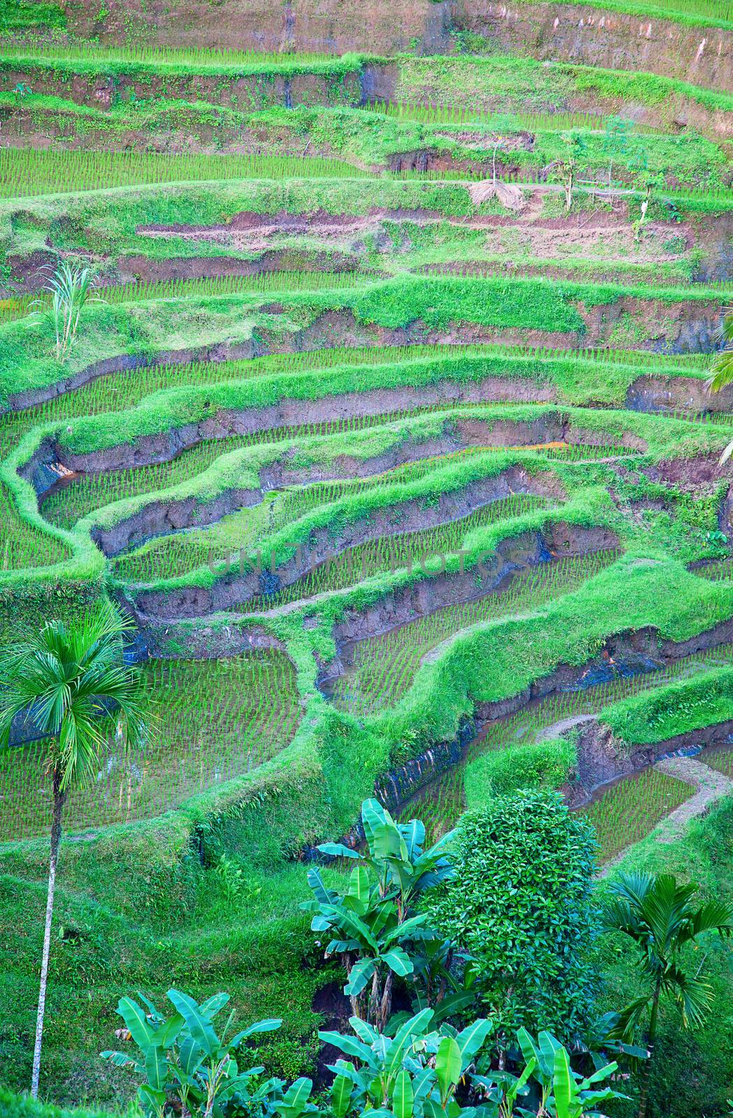 Rice fields, prepared for rice. Bali, Indonesia