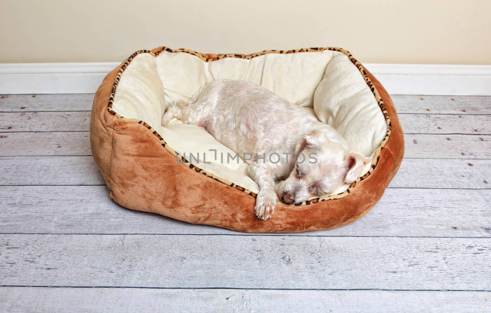 Dog sleeping in a dog bed by lovleah