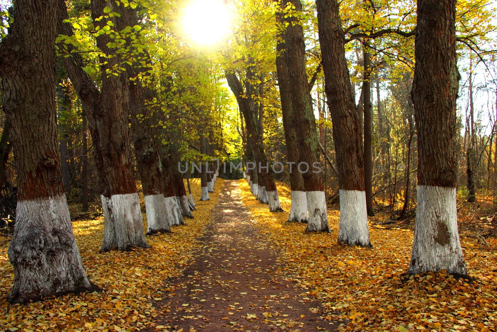 Current regulation alley autumn. by Metanna