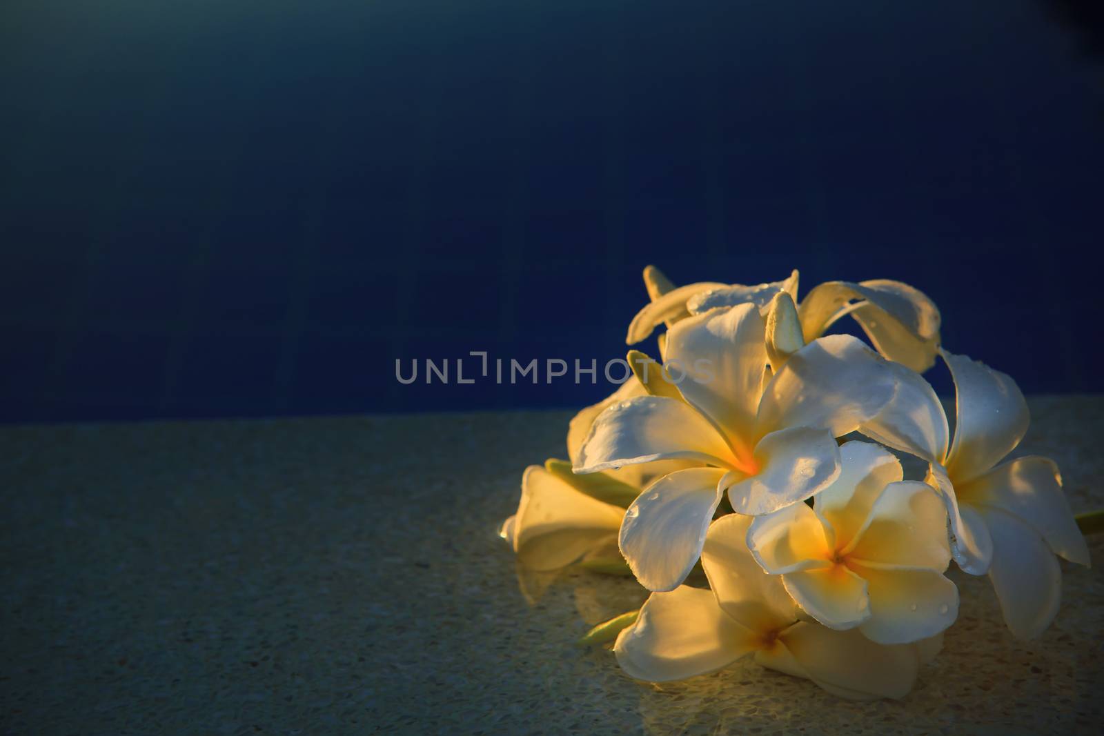 frangipani flower with beautiful light on water pool use for multipurpose background