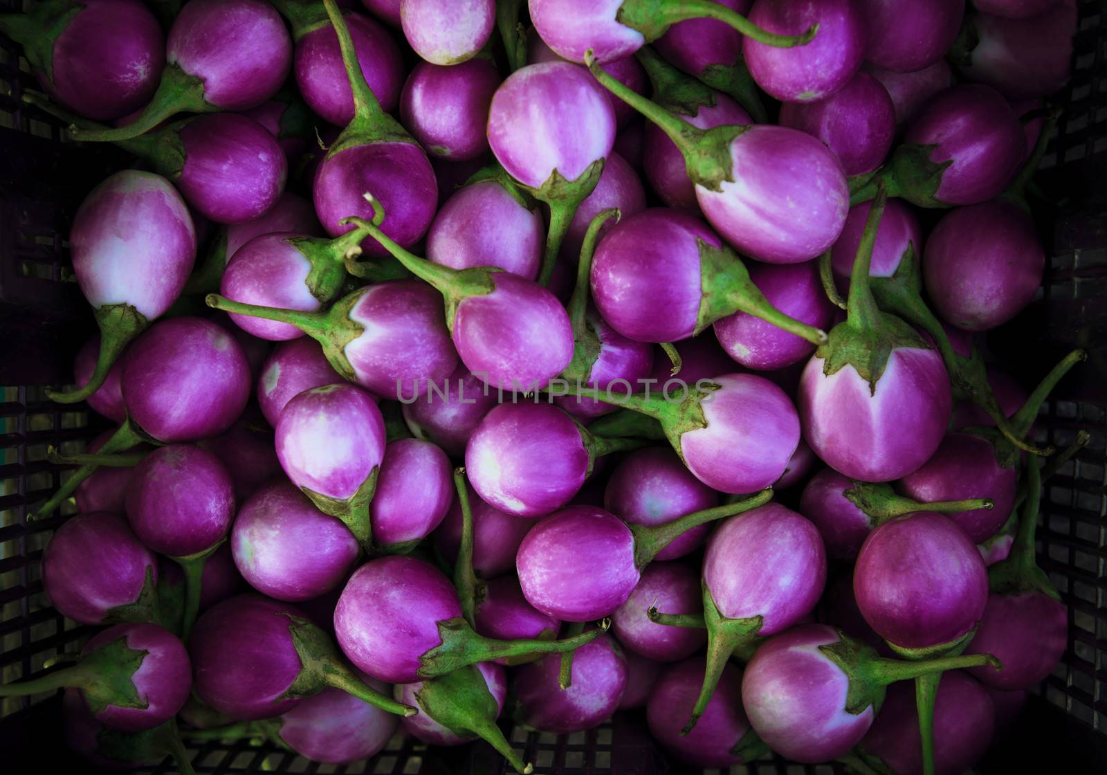 purple eggplant violet king  by khunaspix
