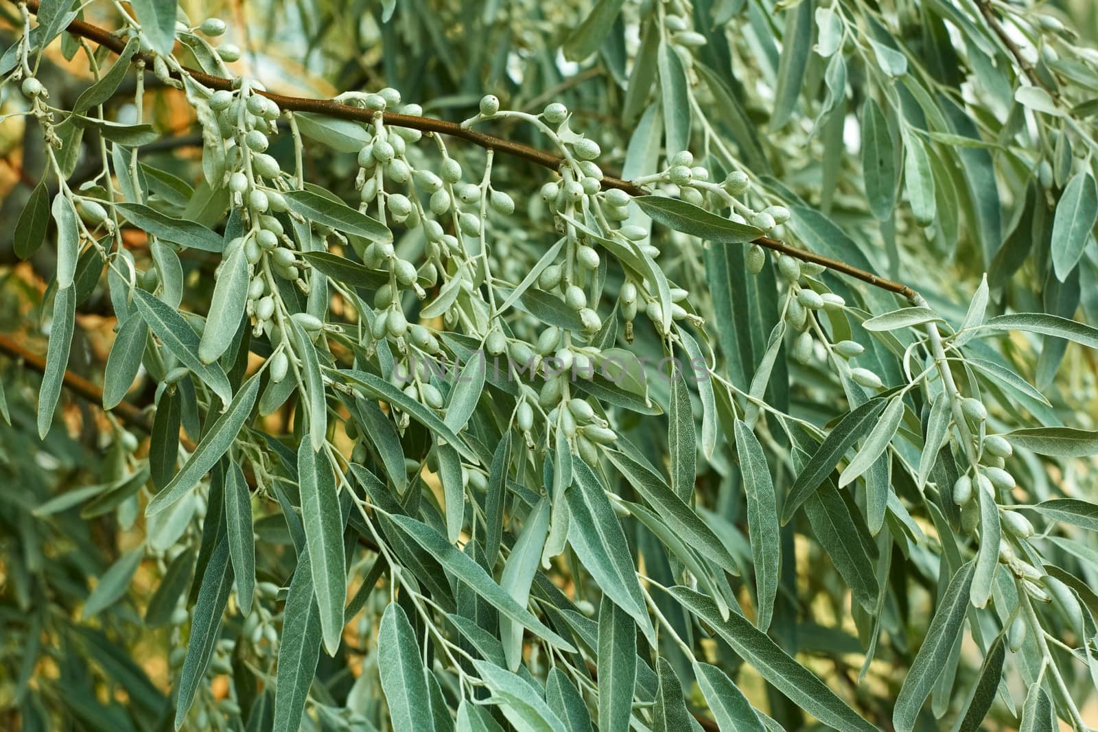 Branch with green unripe fruits of Elaeagnus angustifolia, Oleaster family, another name is Wolf Willow or Russian olive