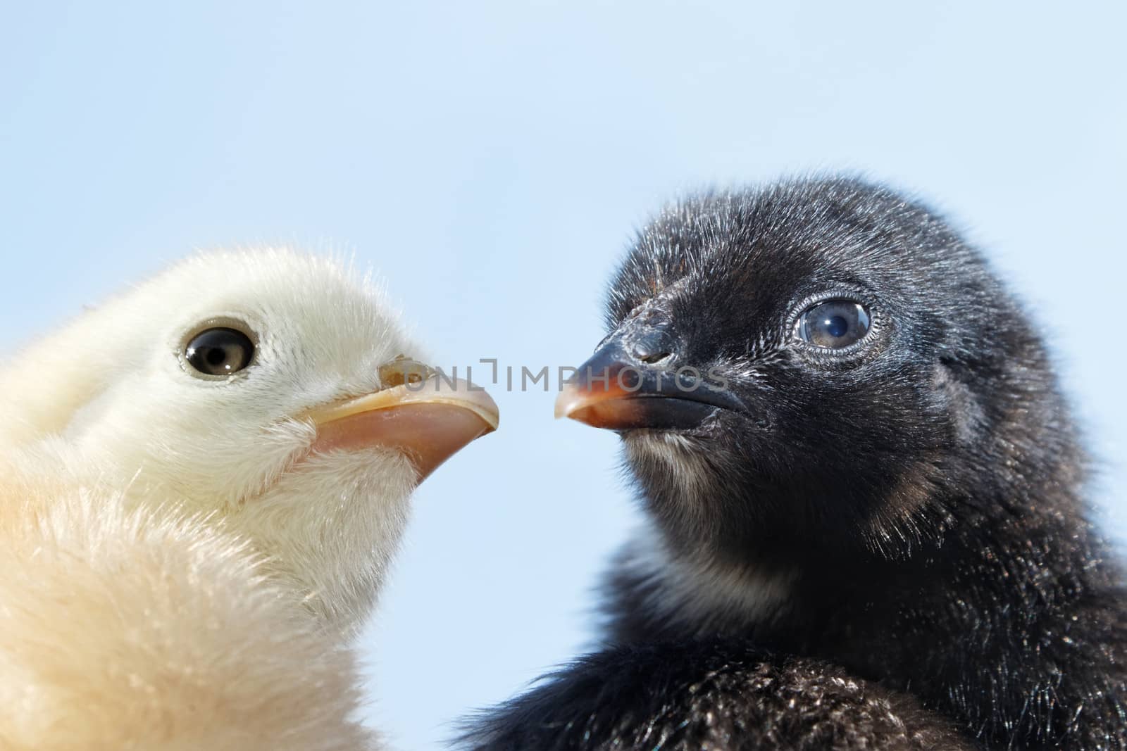 Heads of two fluffy chicks by qiiip