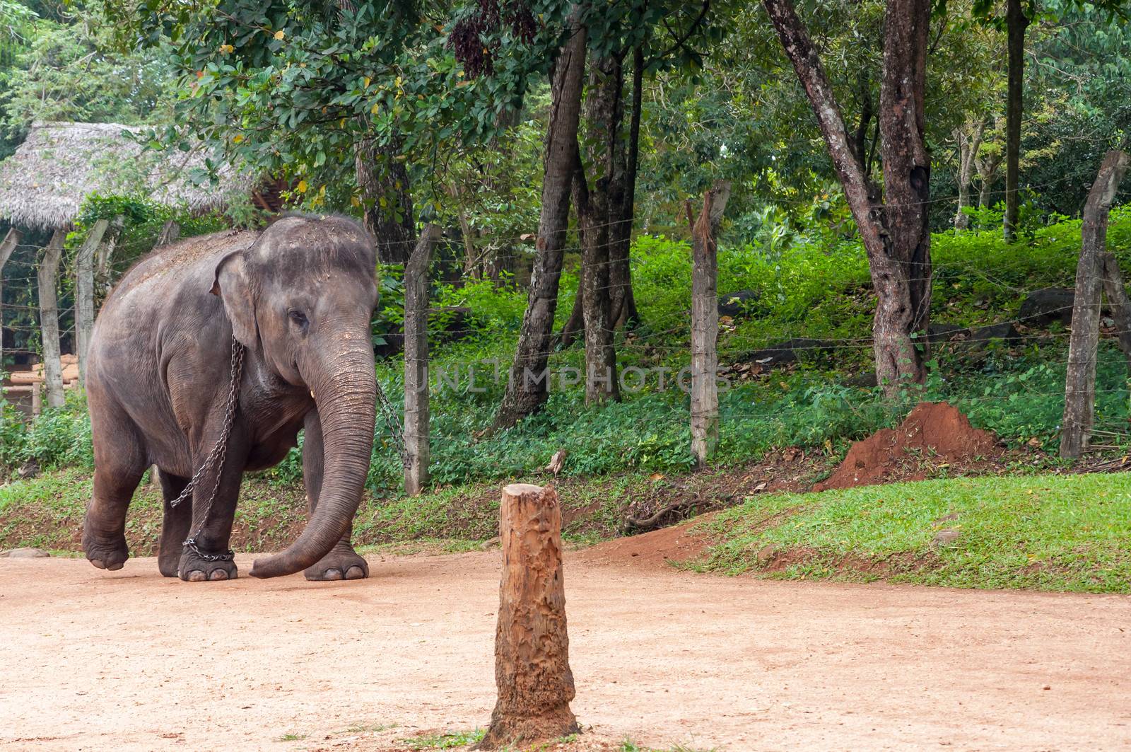 Elephant in chains, Pinnawela Elephant Orphanage, Sri Lanka