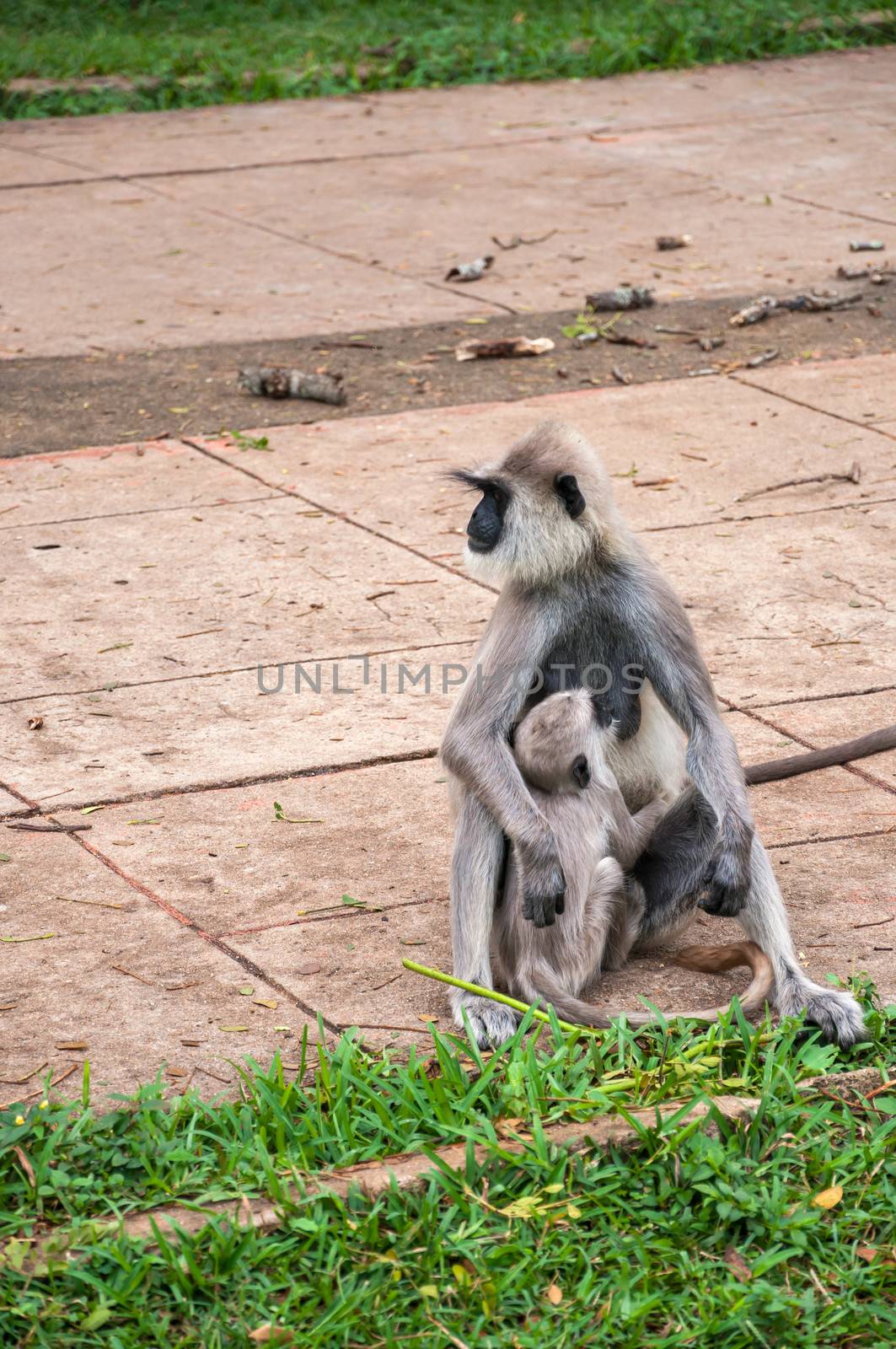 Hanuman langur with young by mkos83