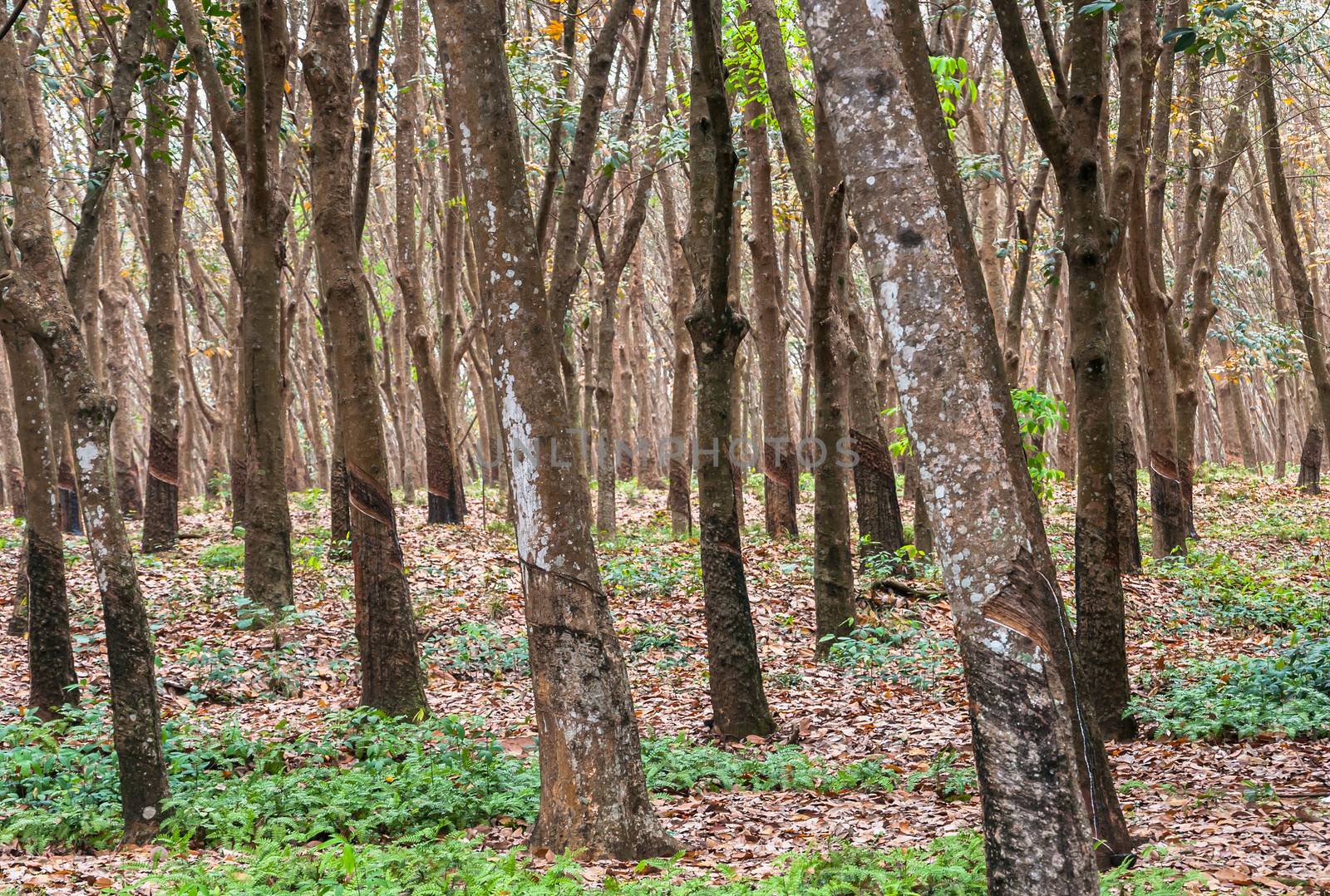 Rubber forest by mkos83