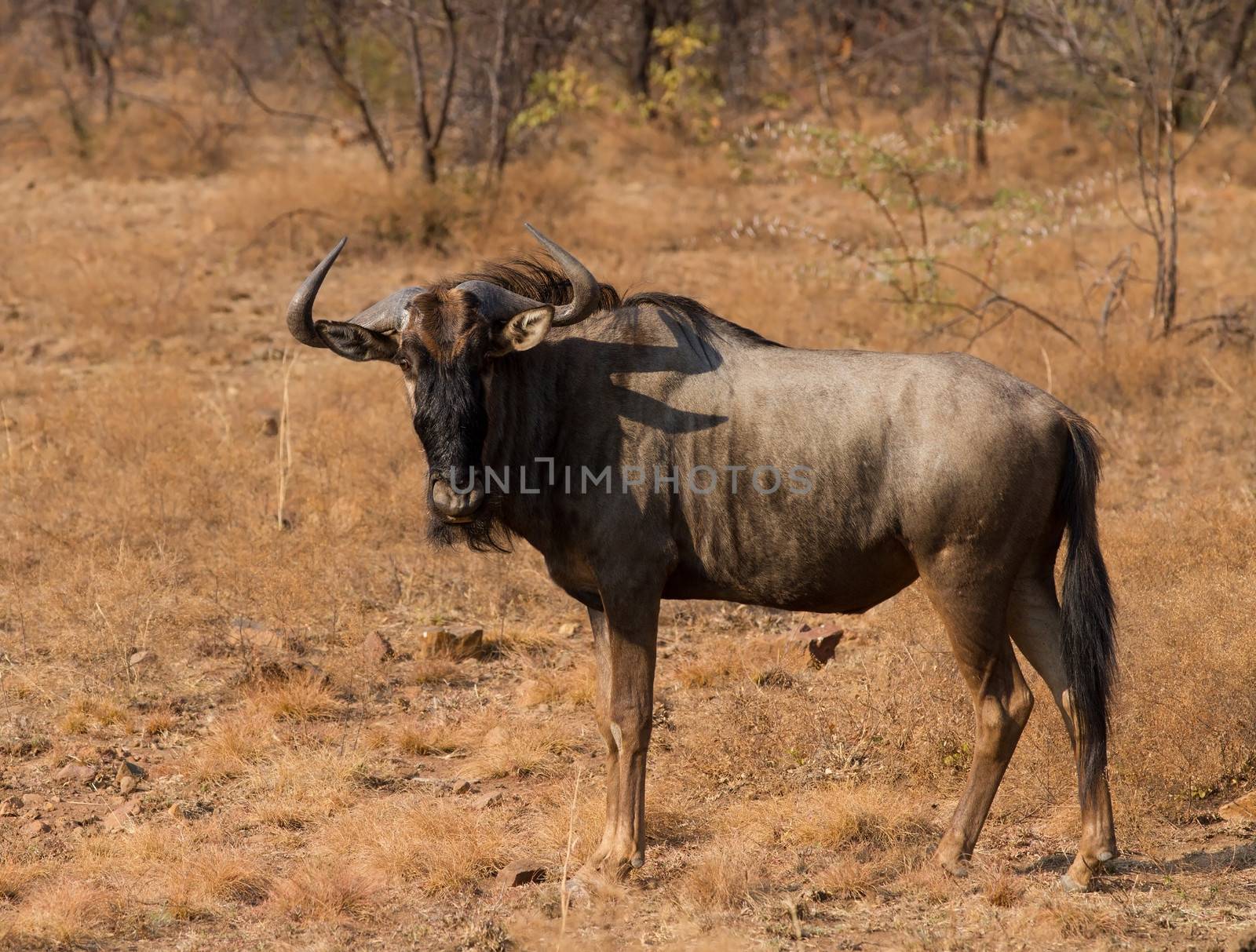 Wildebeest standing on the African grass plains