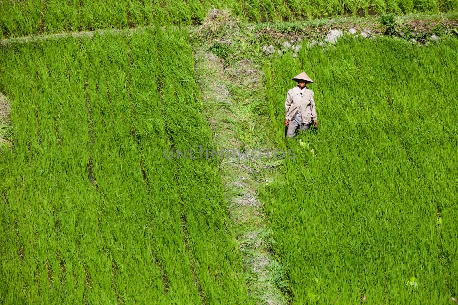 UBUD, BALI - SEP 25: Woman in traditional hat works on green rice field at Karangasem, Bali, Indonesia on Sep 25, 2012. 