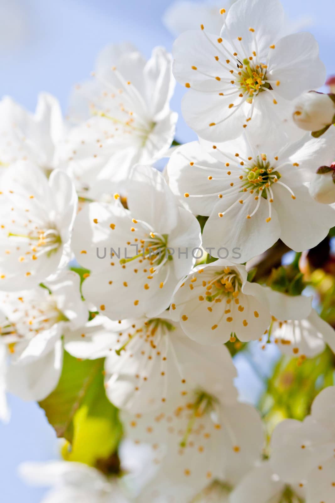 beautiful white blossom in spring easter outdoor apple tree