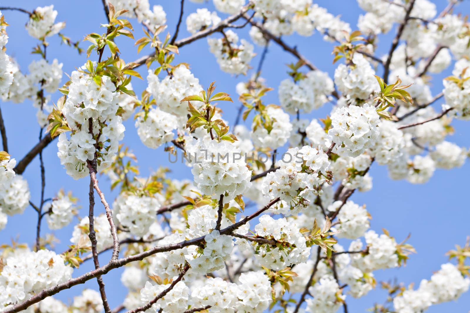 beautiful white blossom in spring easter outdoor apple tree