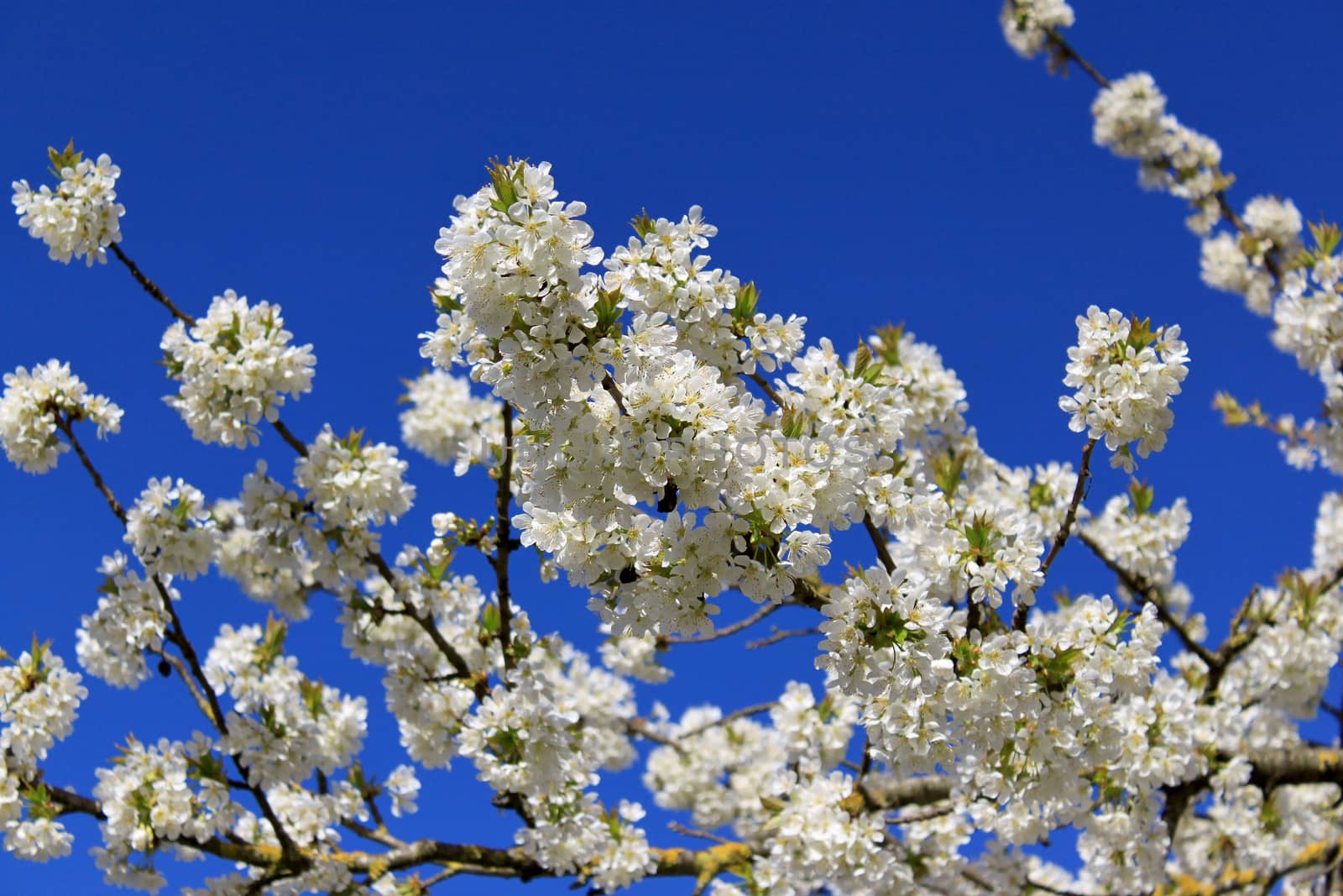 a cherry tree in spring with flowering white flowers and the appearance of the pistil