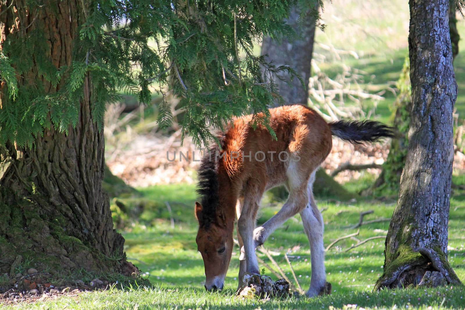 birth of a small horse pony in a meadow pottok