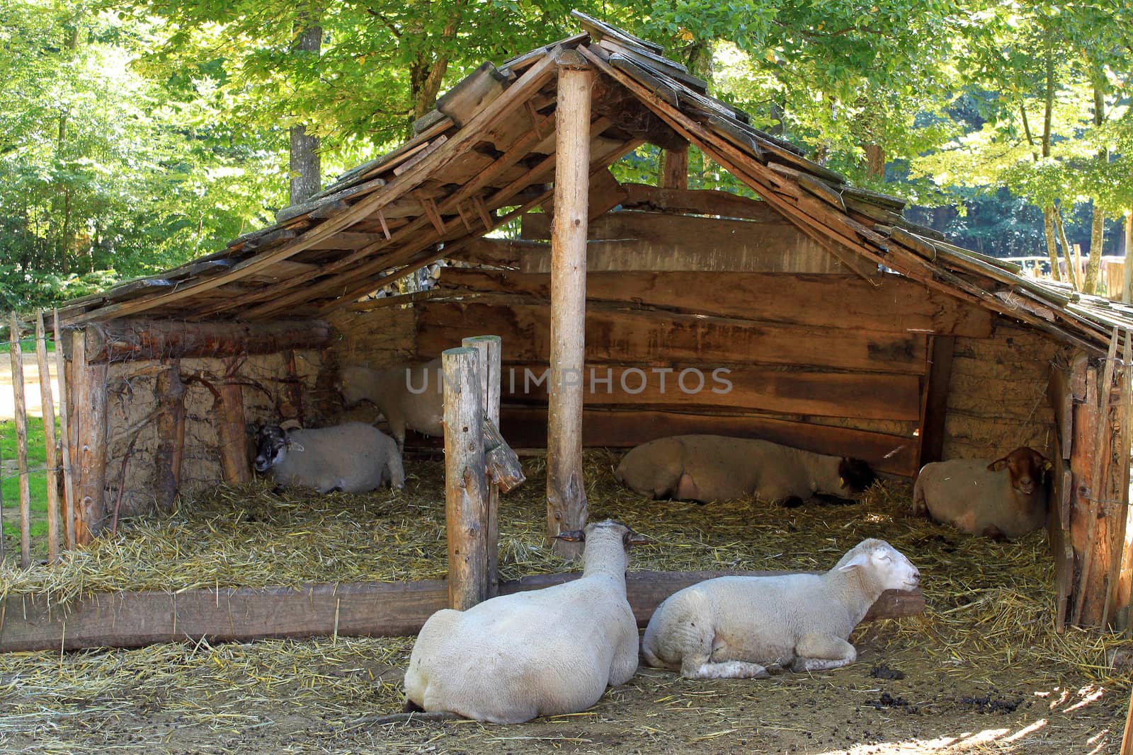 sheep in a sheepfold by 26amandine