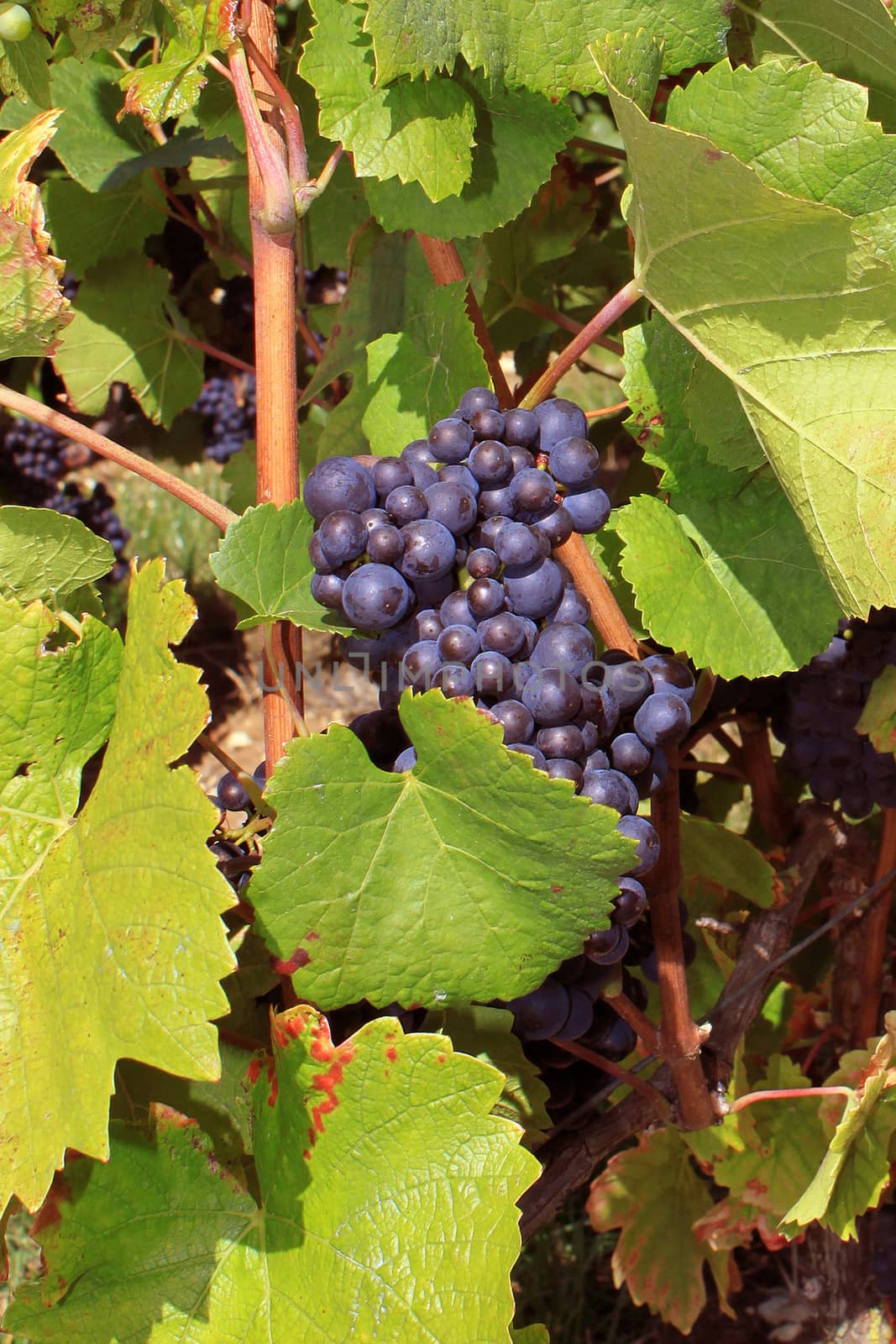 Photo of vines during the harvest of the vineyards of Sancerre