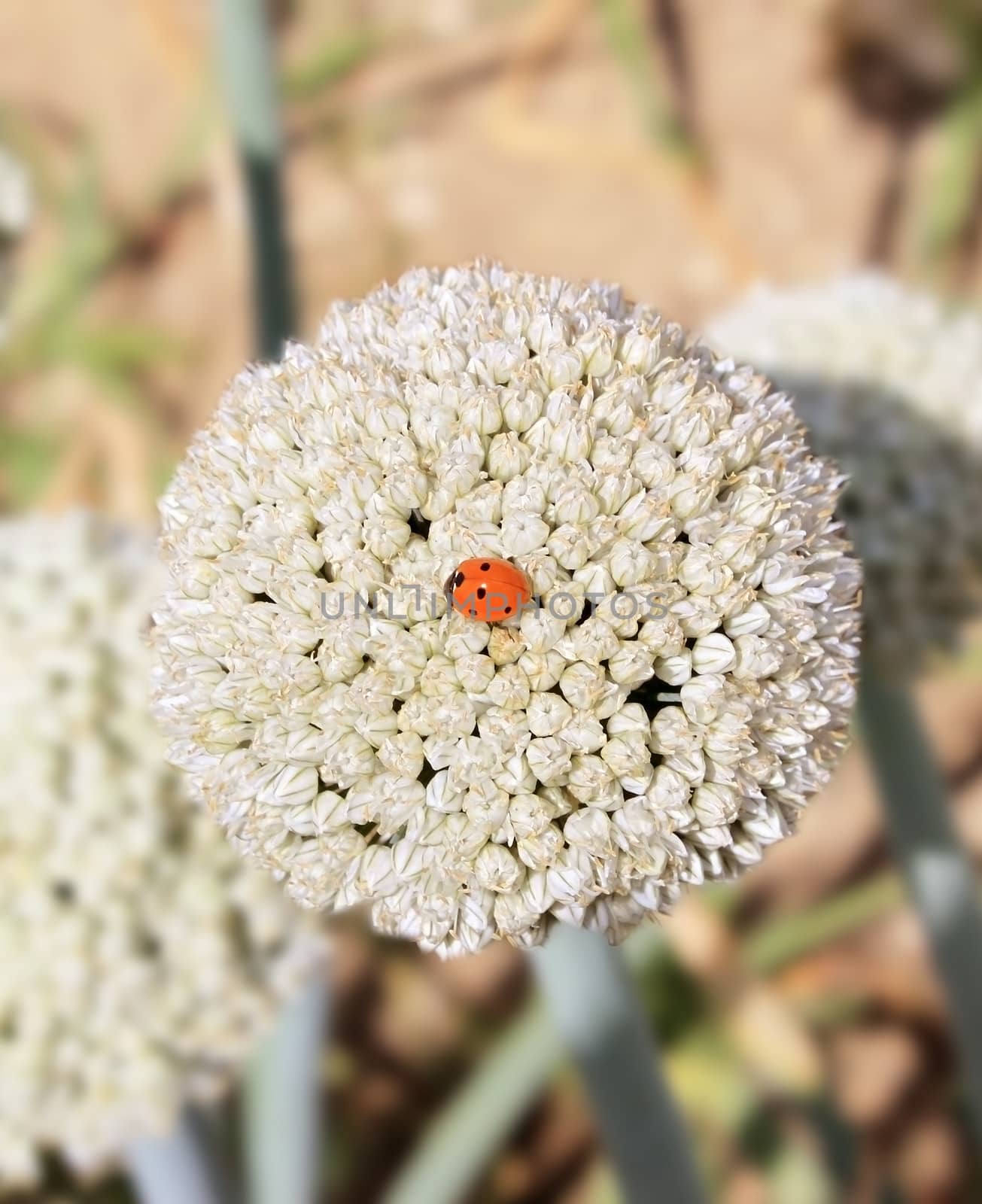 a ladybug on a flower close-up of onions