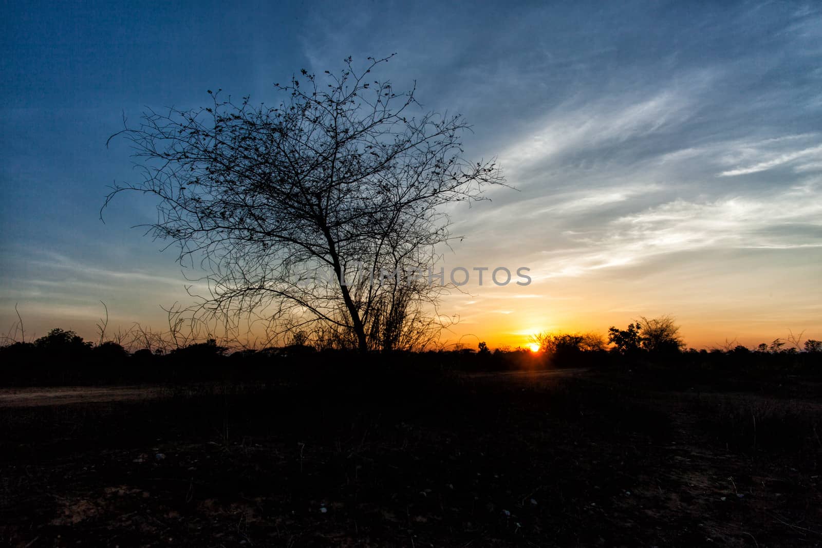 tree in field with sunset by moggara12