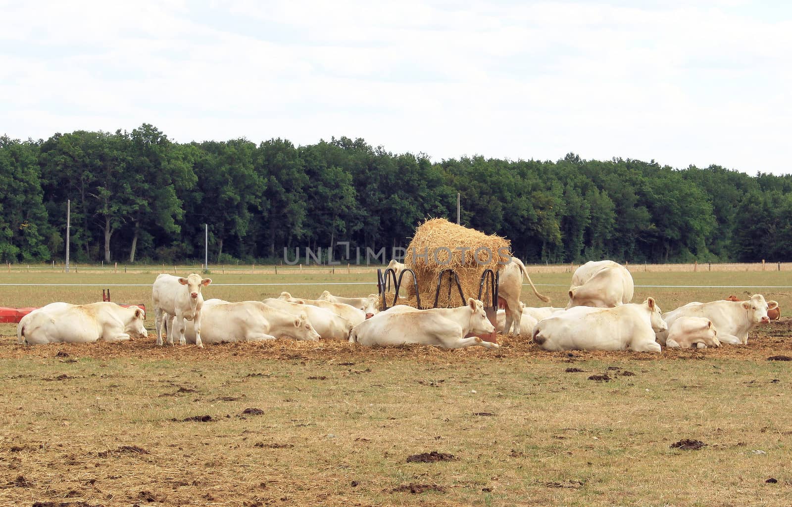 number of cows lying in a meadow