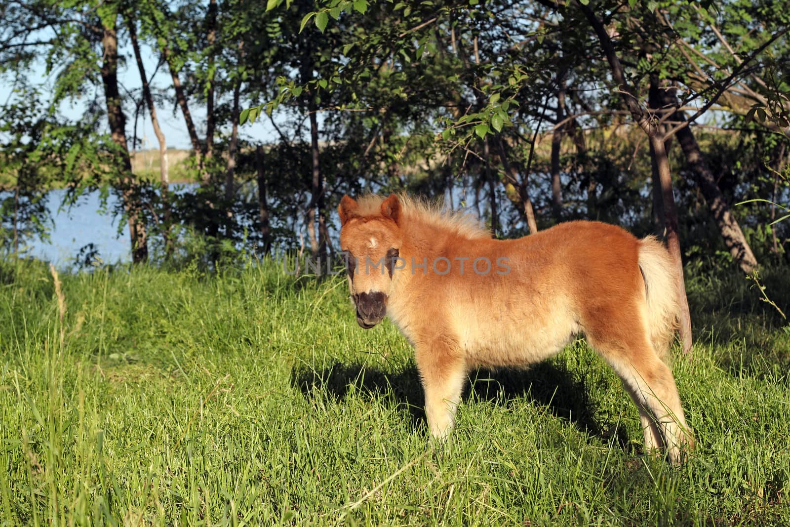 cute brown pony horse baby by goce