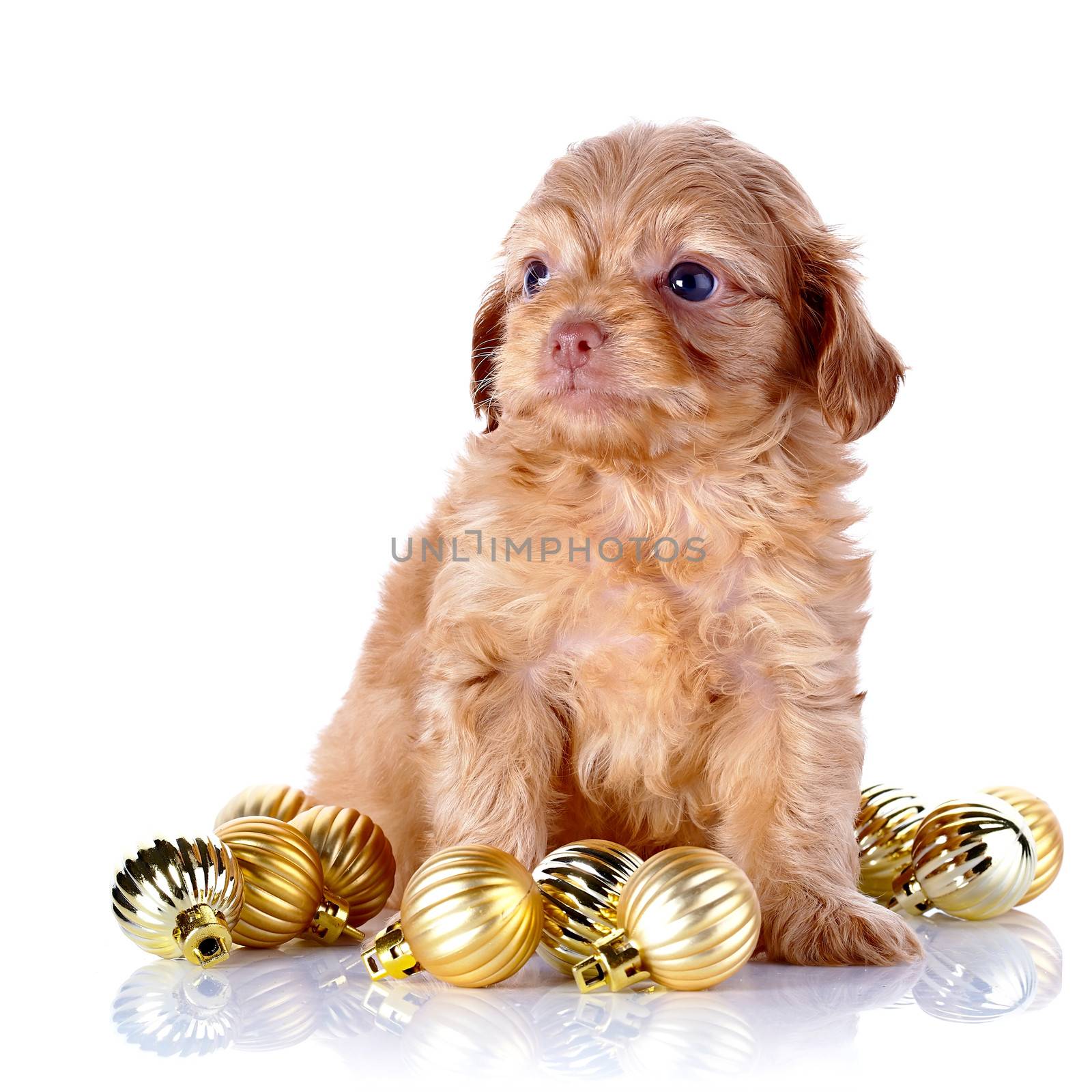 Puppy with New Year's balls. by Azaliya