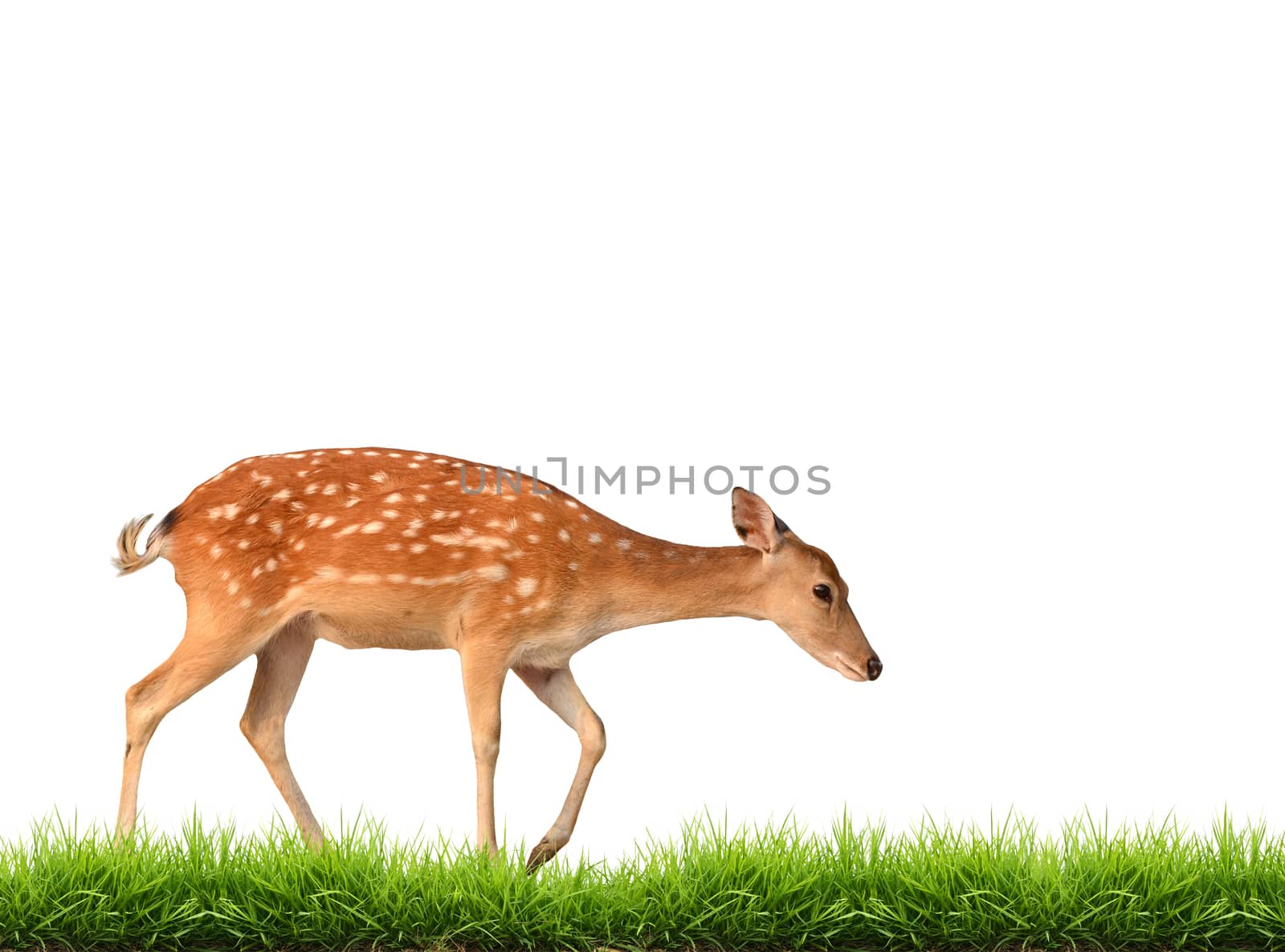 sika deer with green grass isolated on white background