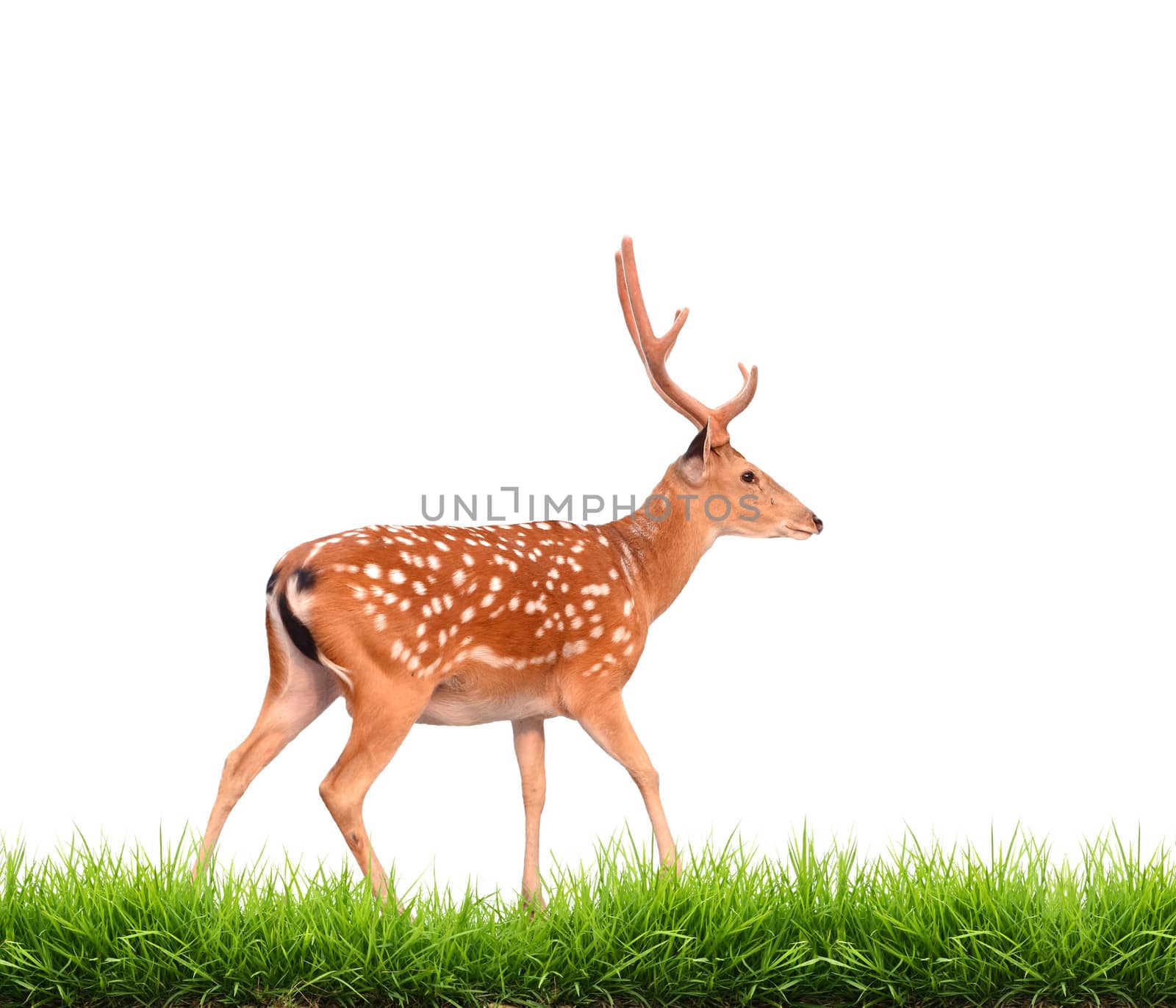 sika deer with green grass isolated on white background