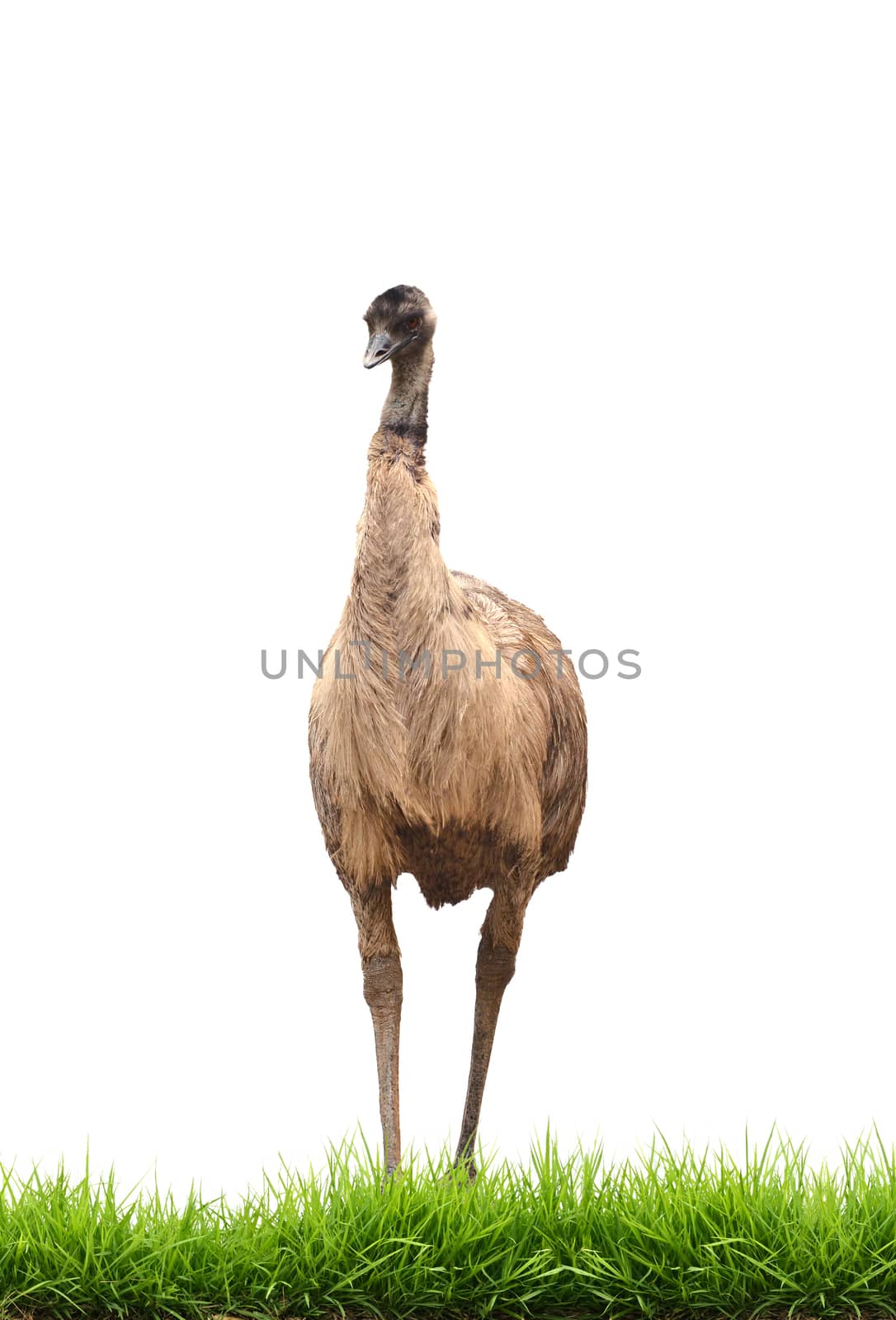 emu with green grass isolated on white background