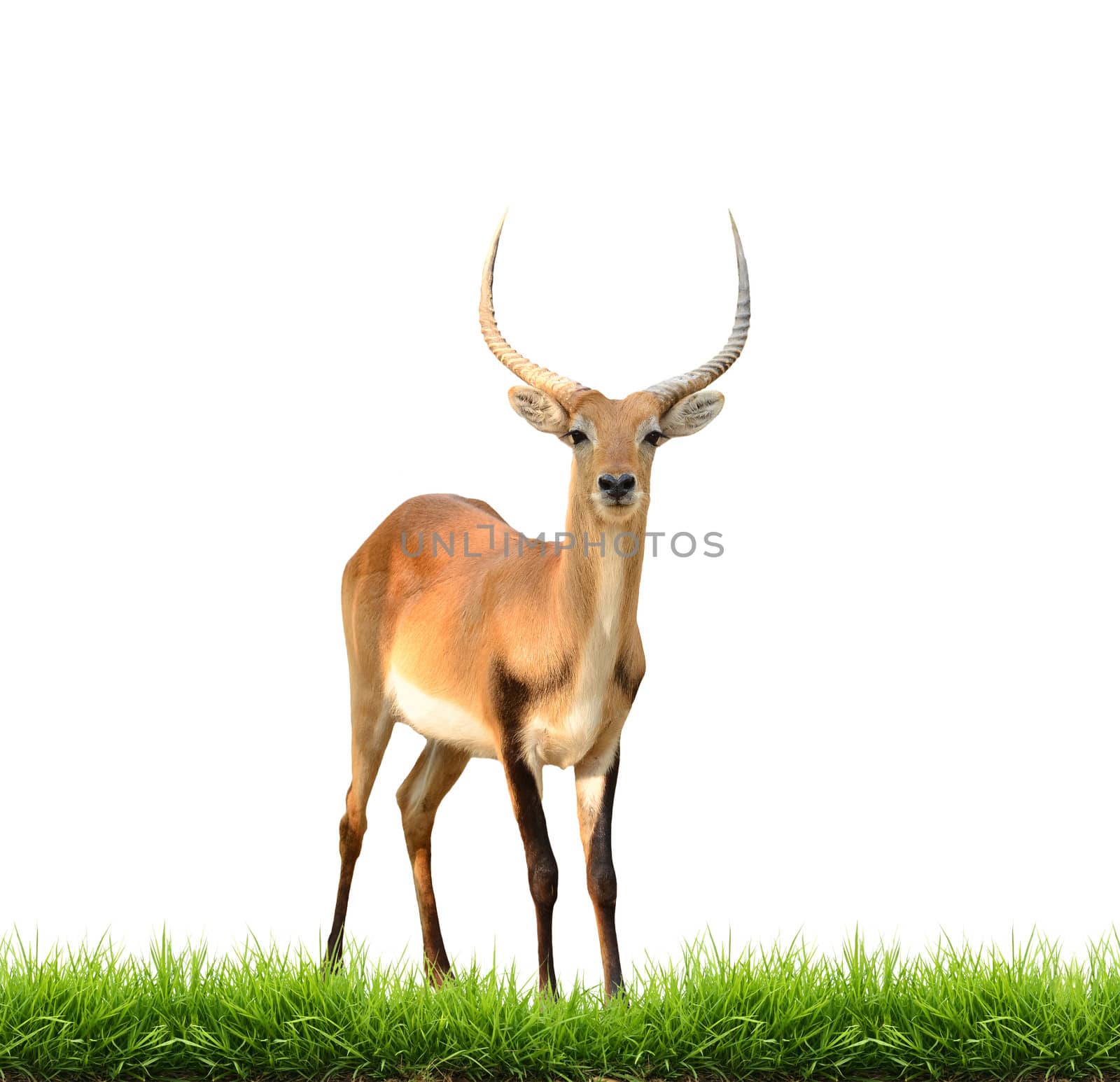 red lechwe with green grass isolated on white background