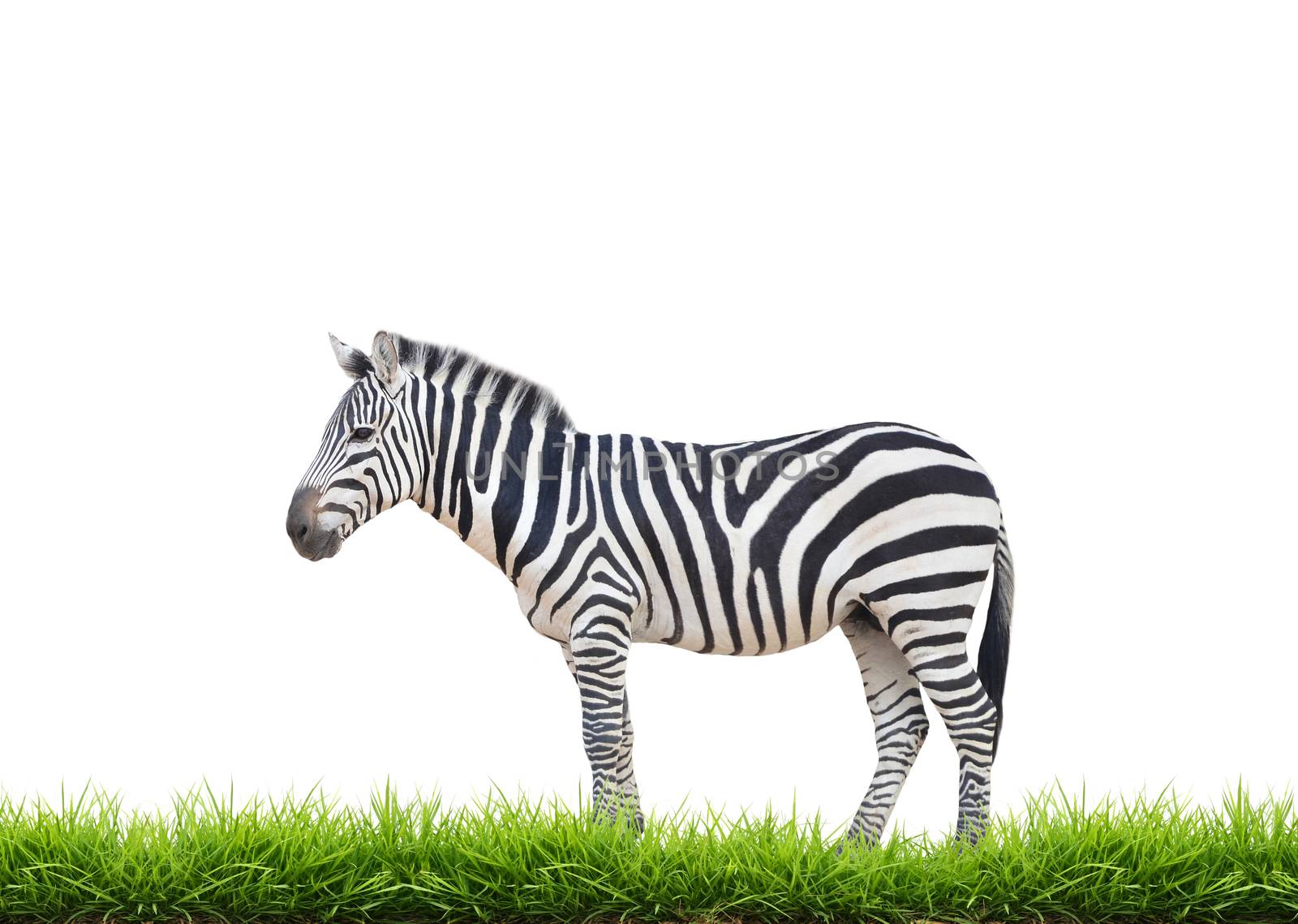 zebra with green grass isolated on white background