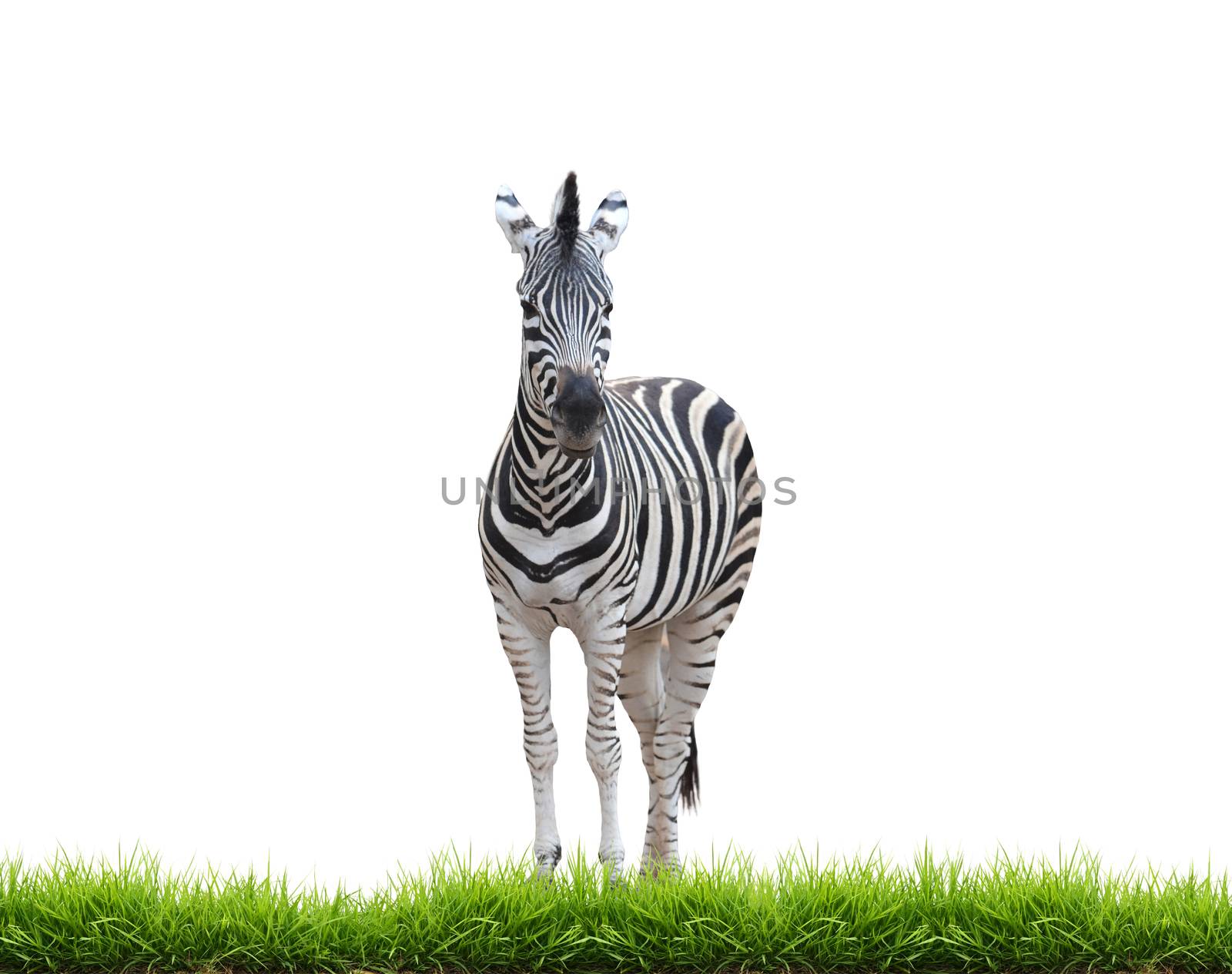 zebra with green grass isolated on white background