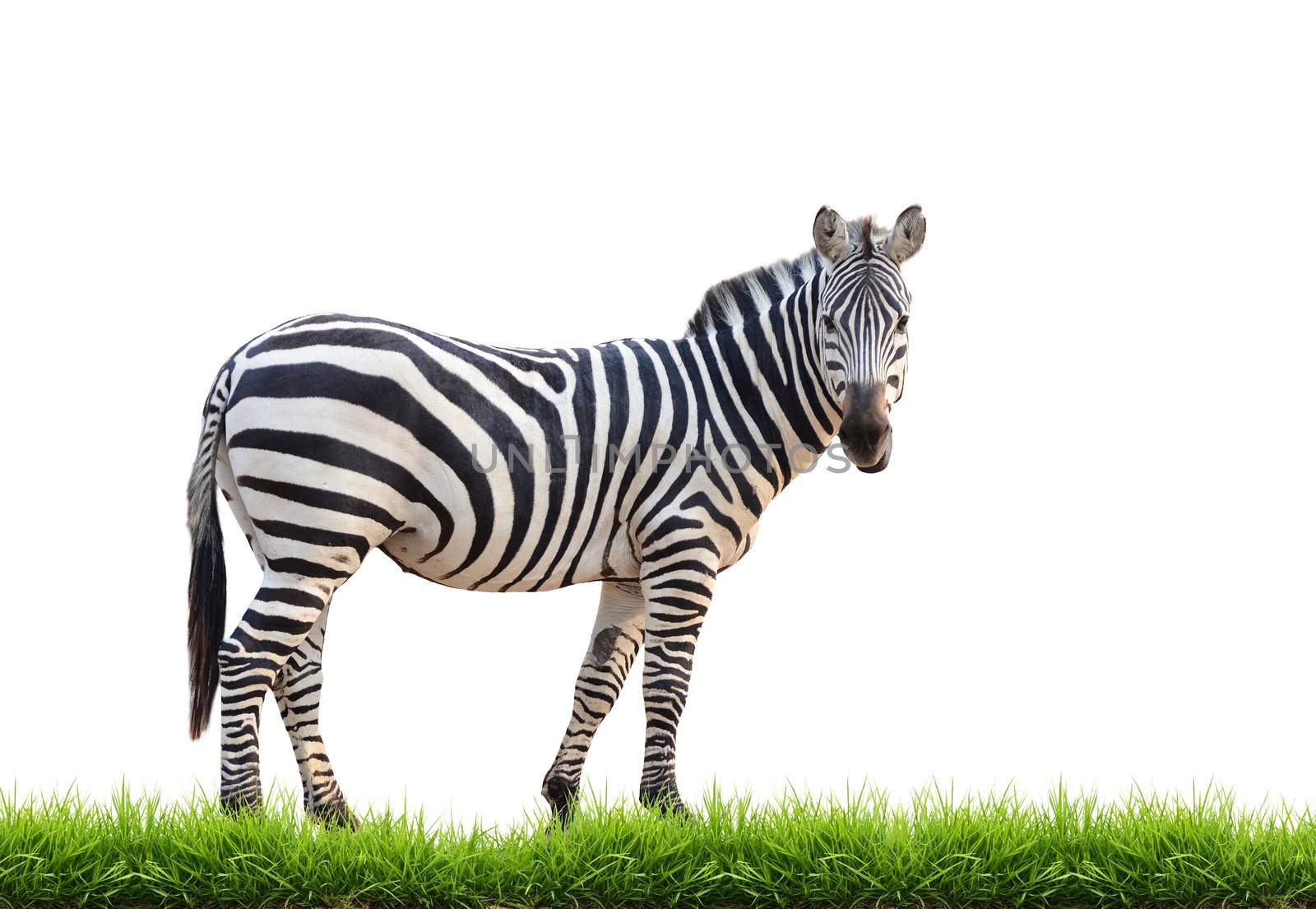 zebra with green grass isolated on white background