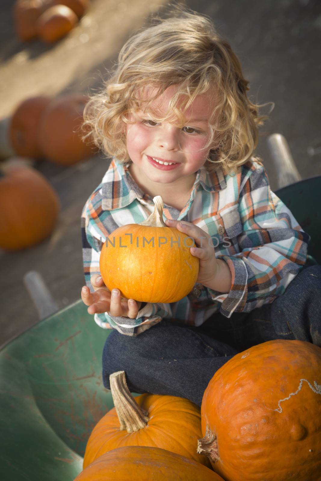 Little Boy Sitting and Holding His Pumpkin at Pumpkin Patch
 by Feverpitched