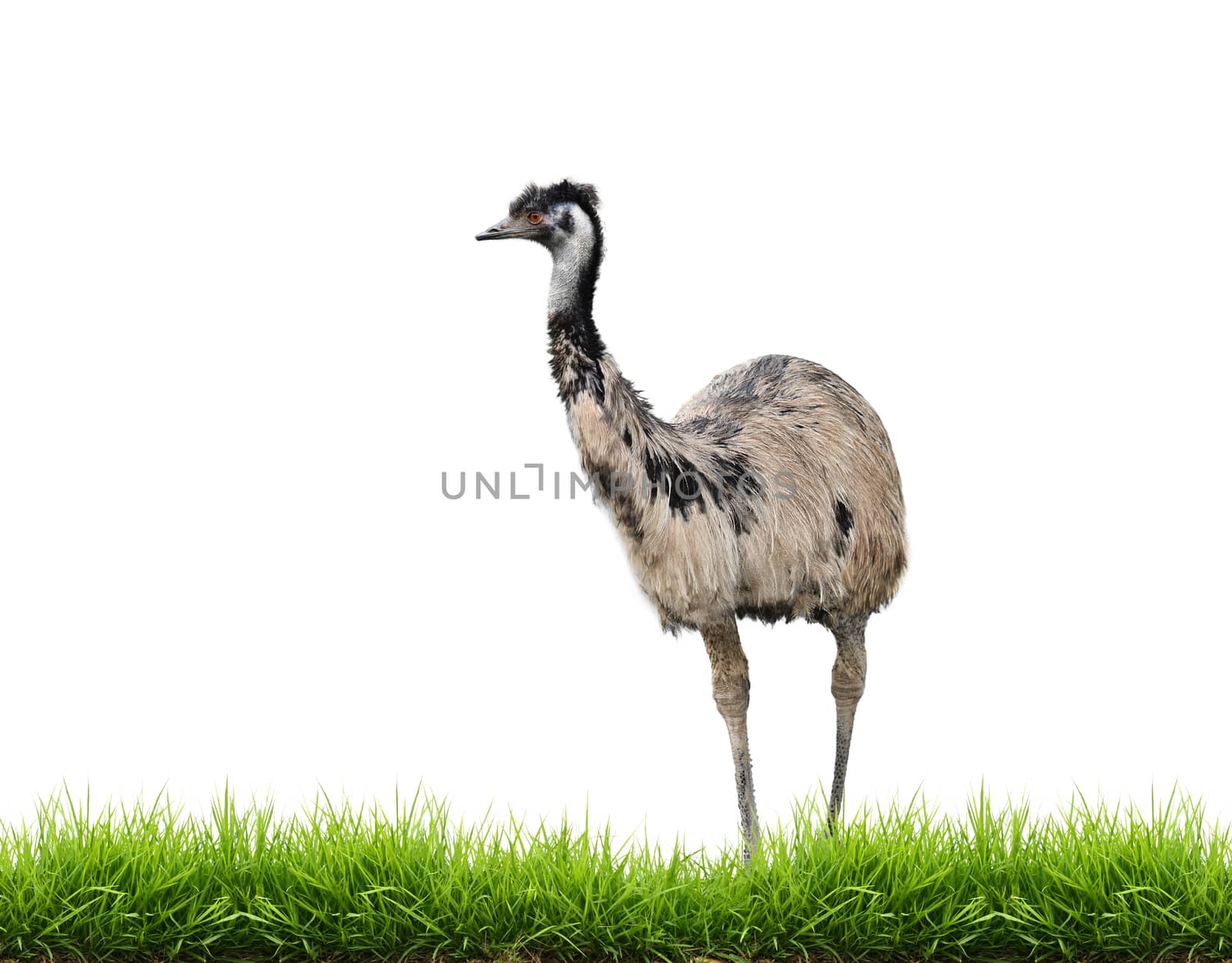 emu with green grass isolated on white background