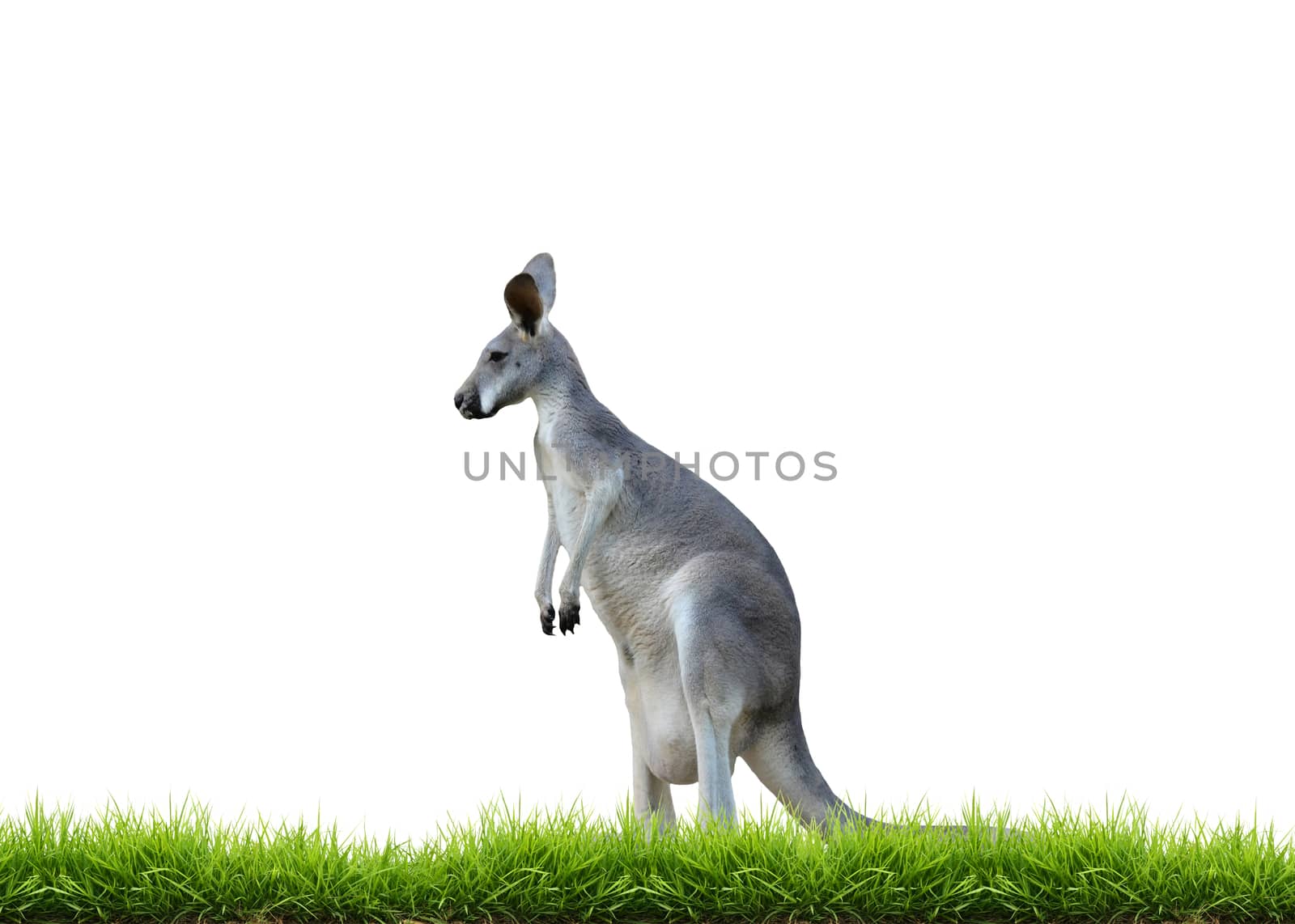 grey kangaroo with green grass isolated on white background