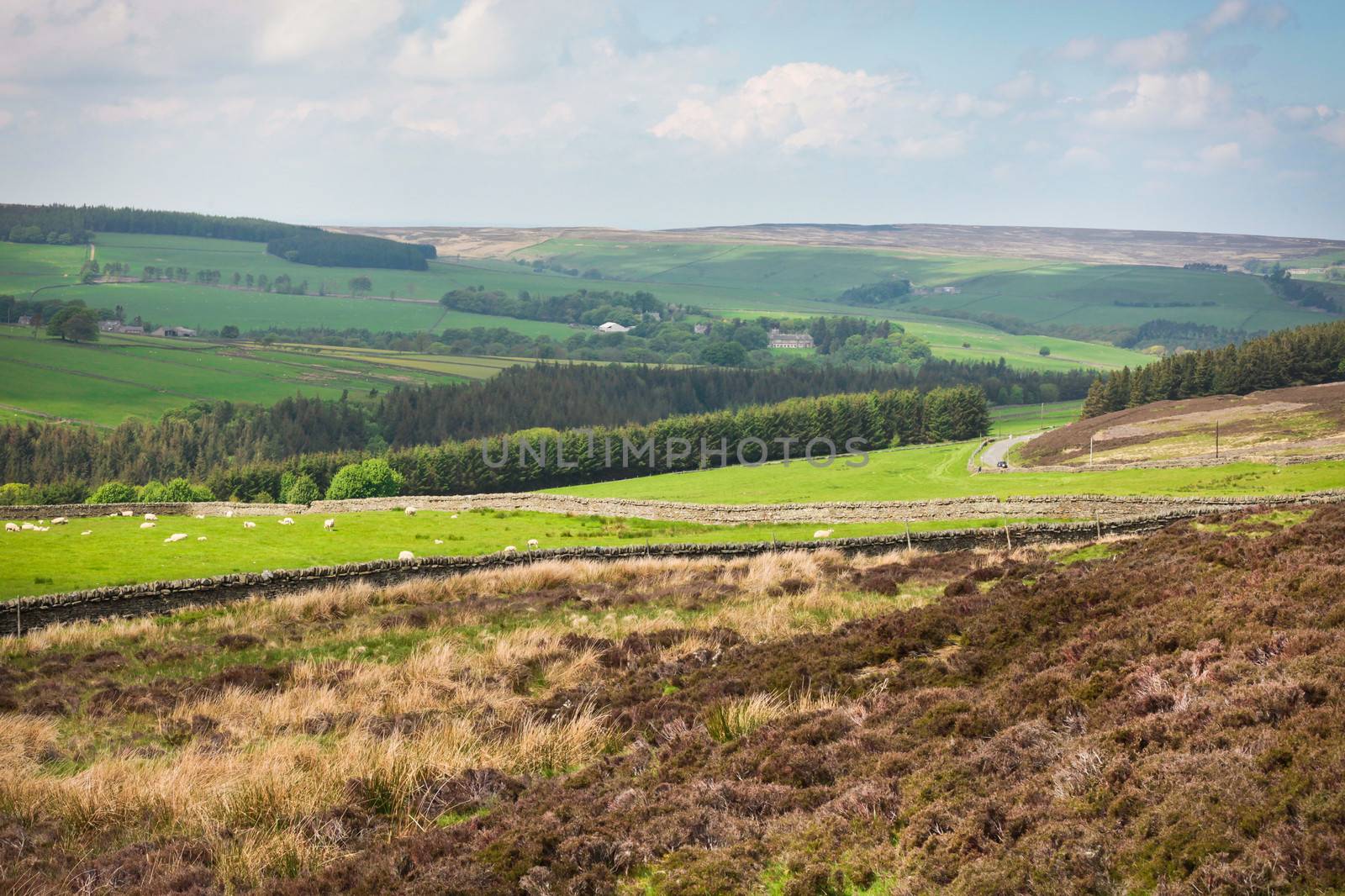 Hilly landscape in Northumberland in the summer